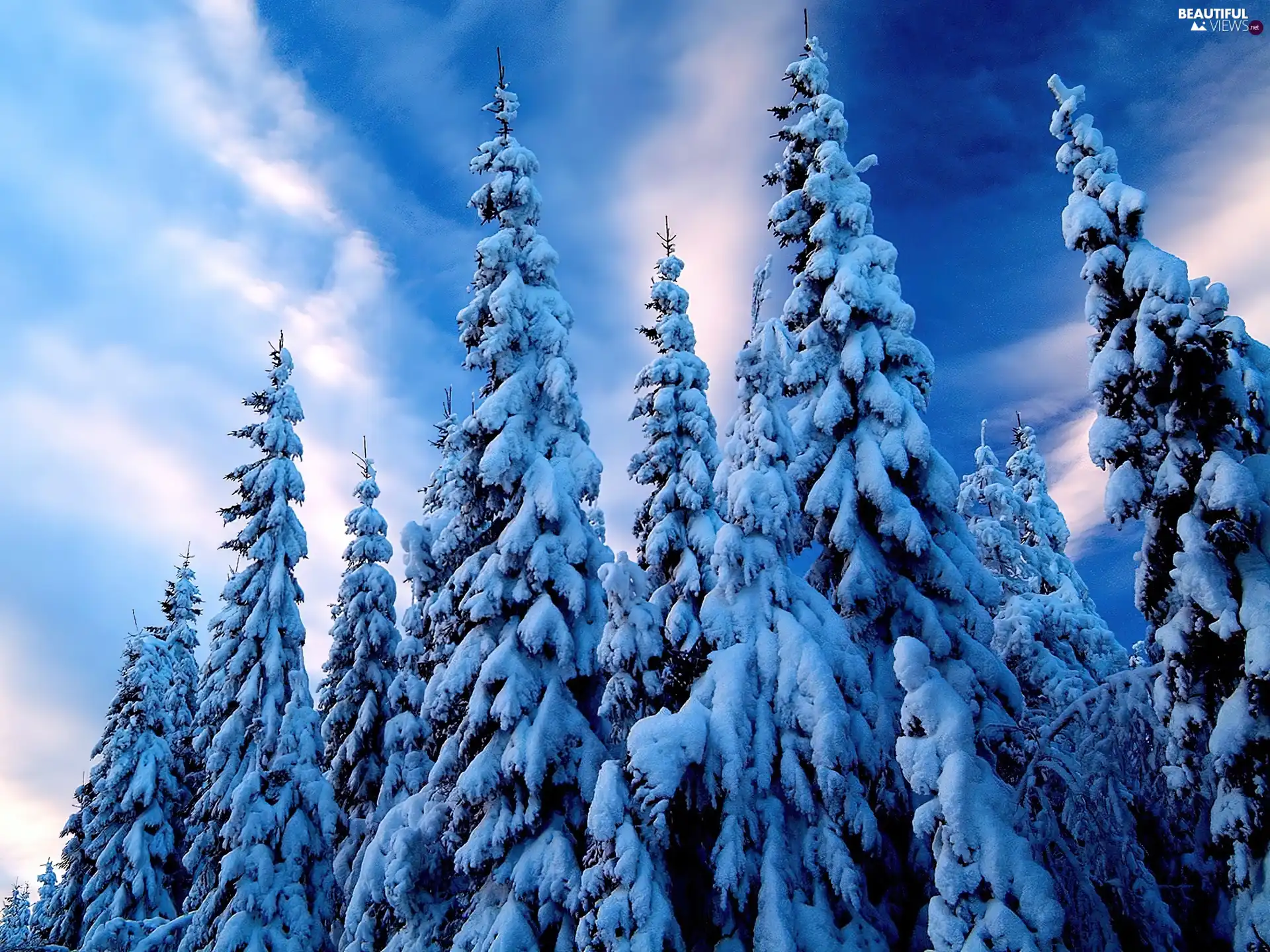 Snowy, Spruces