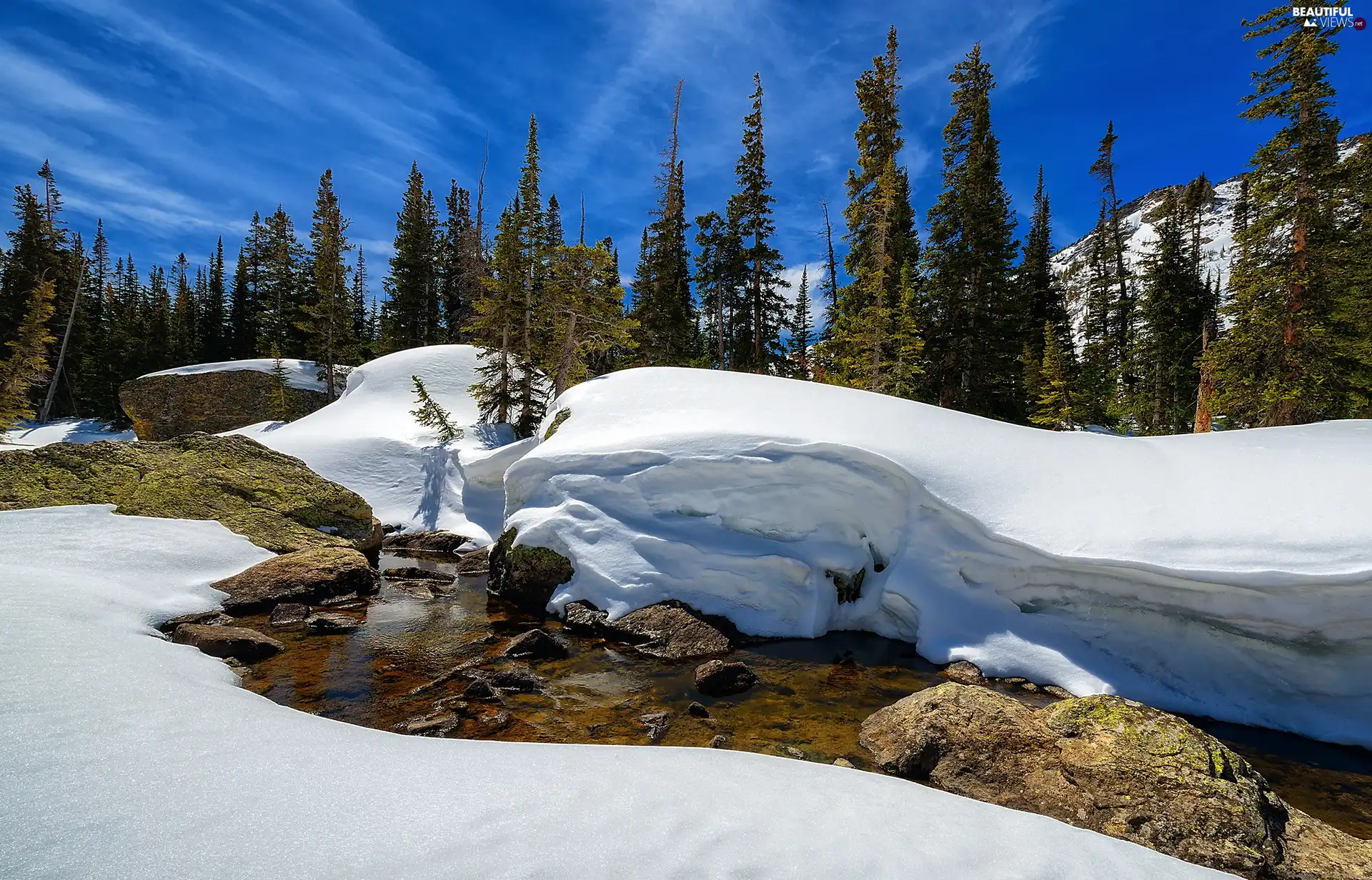 Spruces, Stones, snow, River, winter