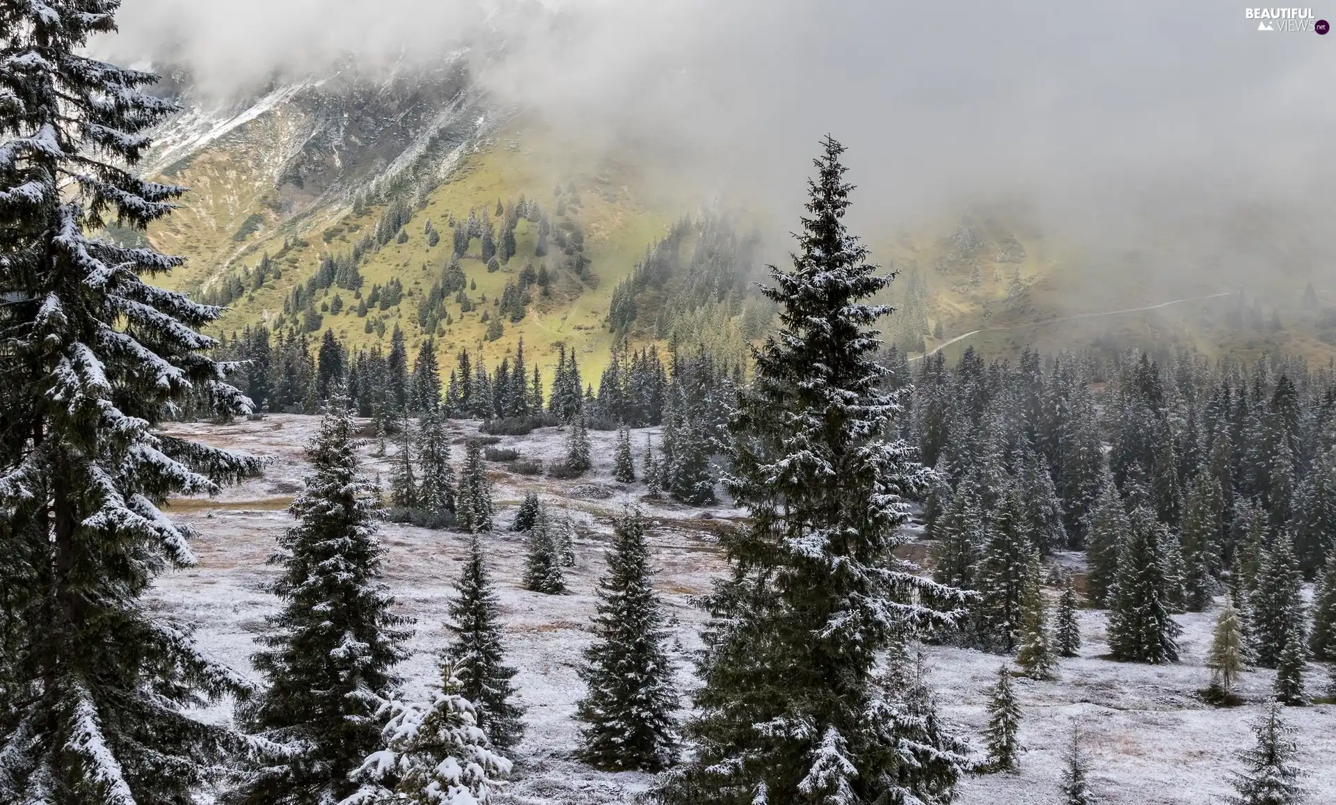 winter, Mountains, Fog, Spruces