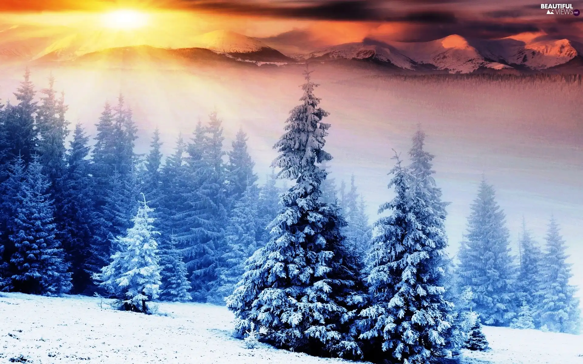 Spruces, winter, rays, sun, Mountains