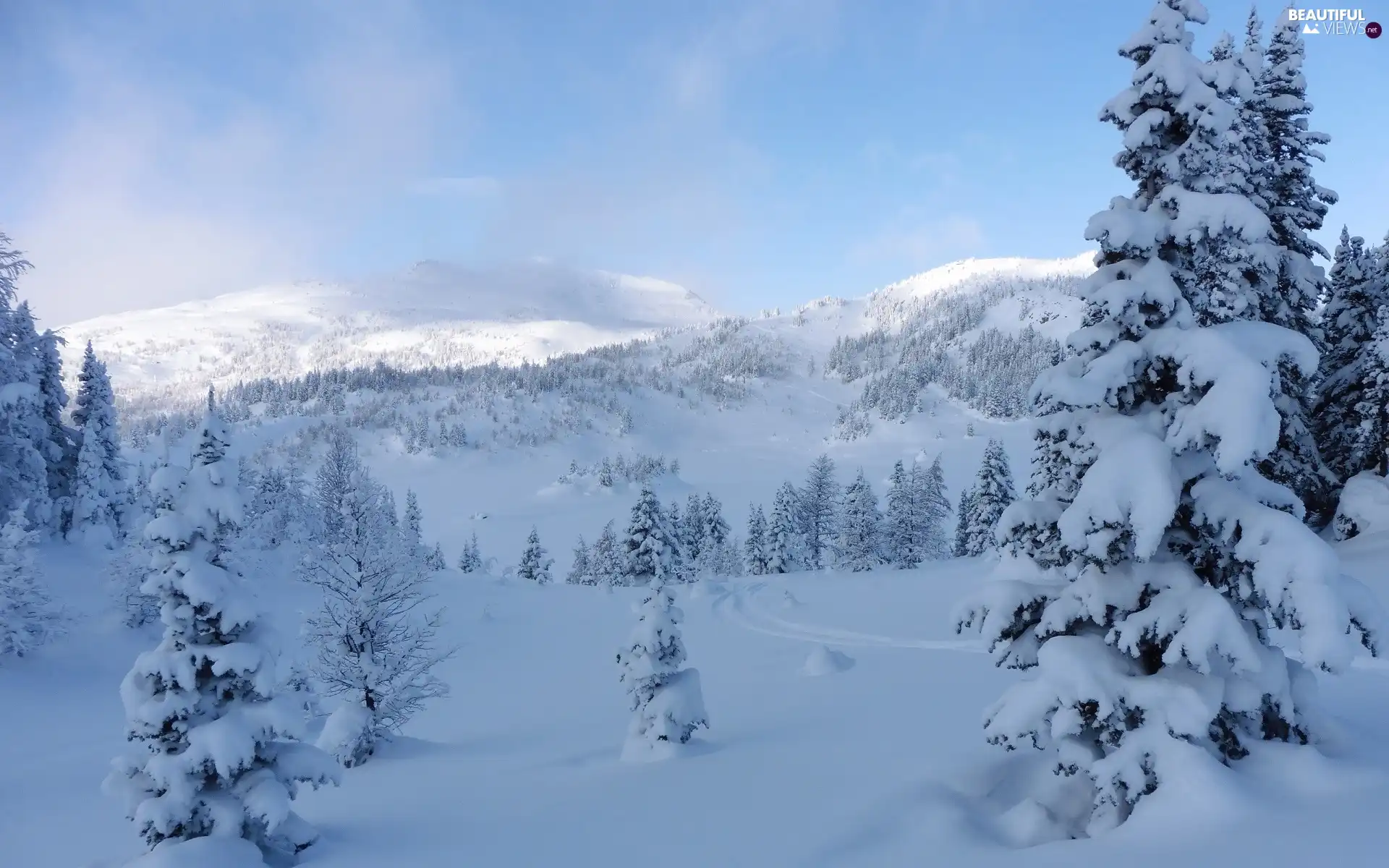 Snowy, Mountains, viewes, Spruces, trees, winter