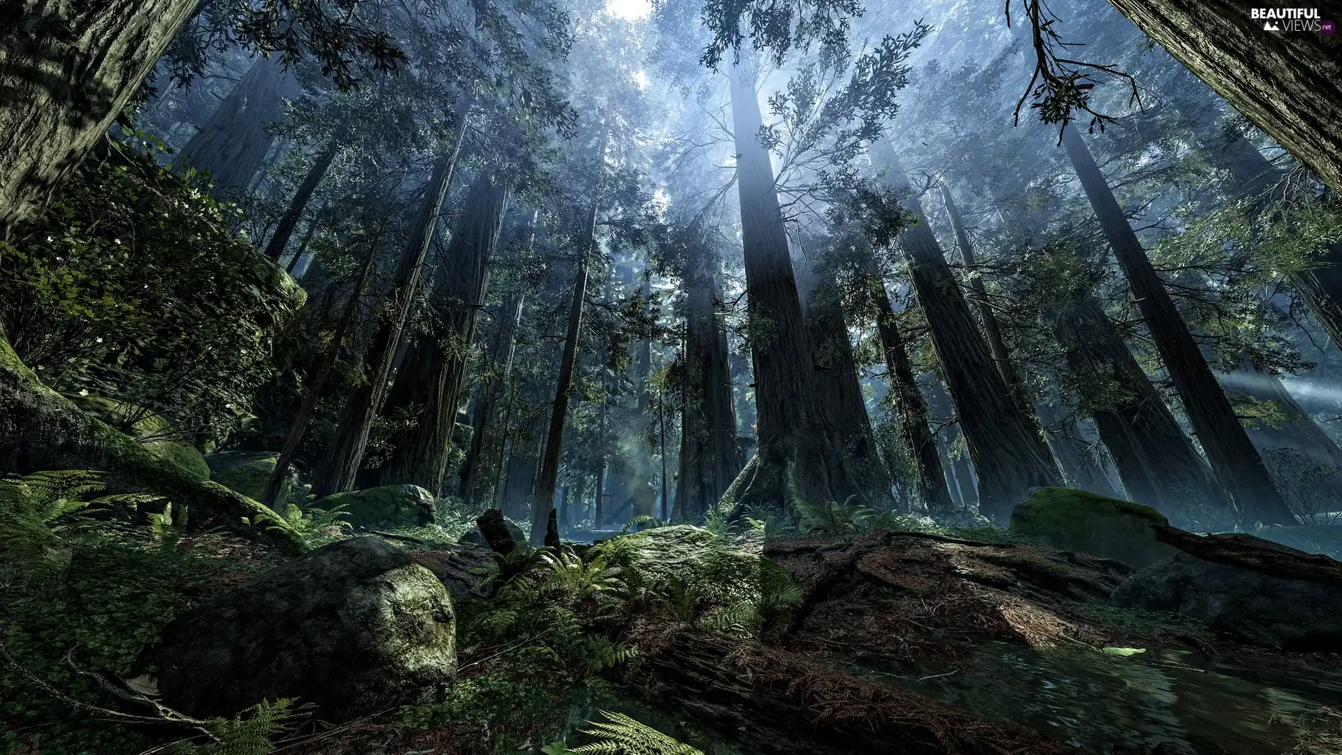 Planet Endor, game, Fog, light breaking through sky, forest, Star Wars Battlefront