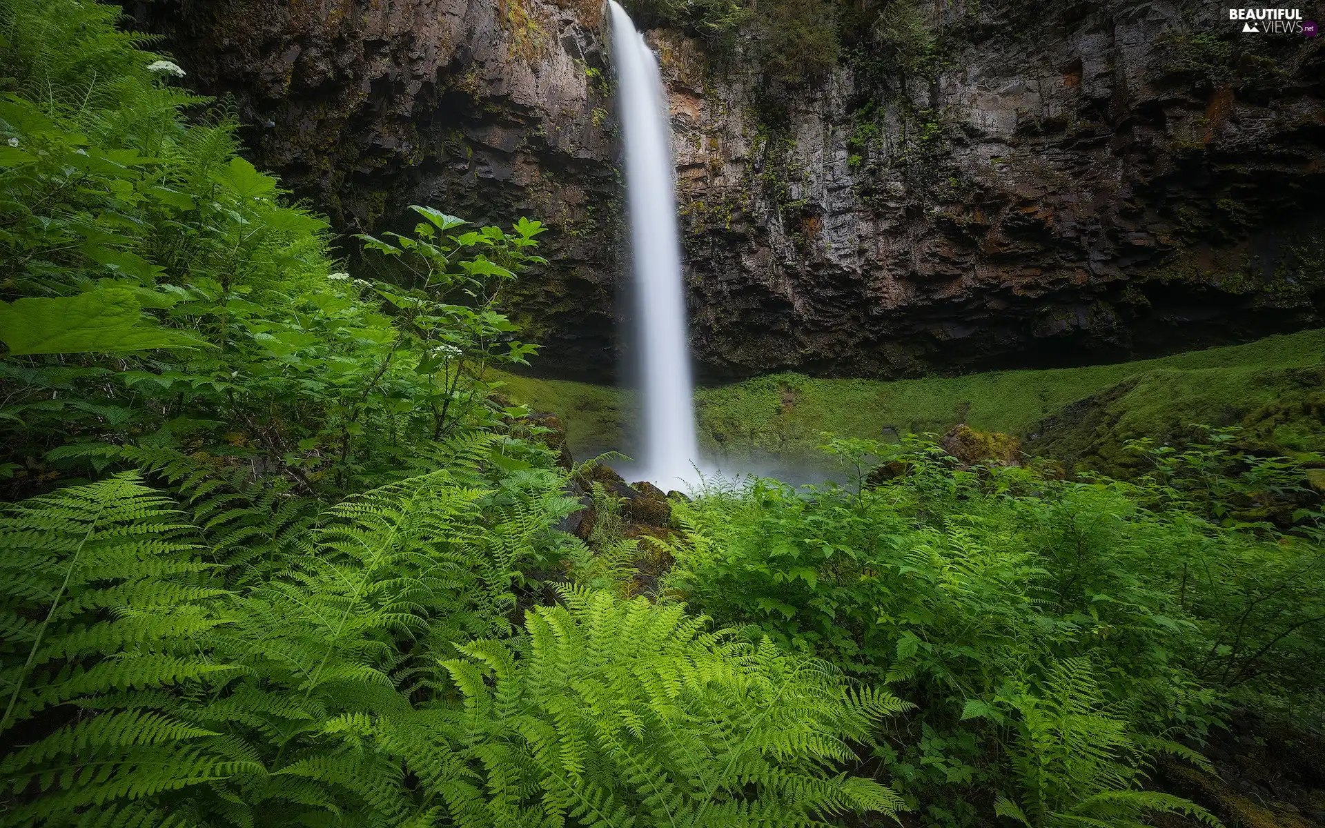 VEGETATION, fern, The United States, Nature Reserve, Washington State, Rocks, waterfall, Columbia River Gorge
