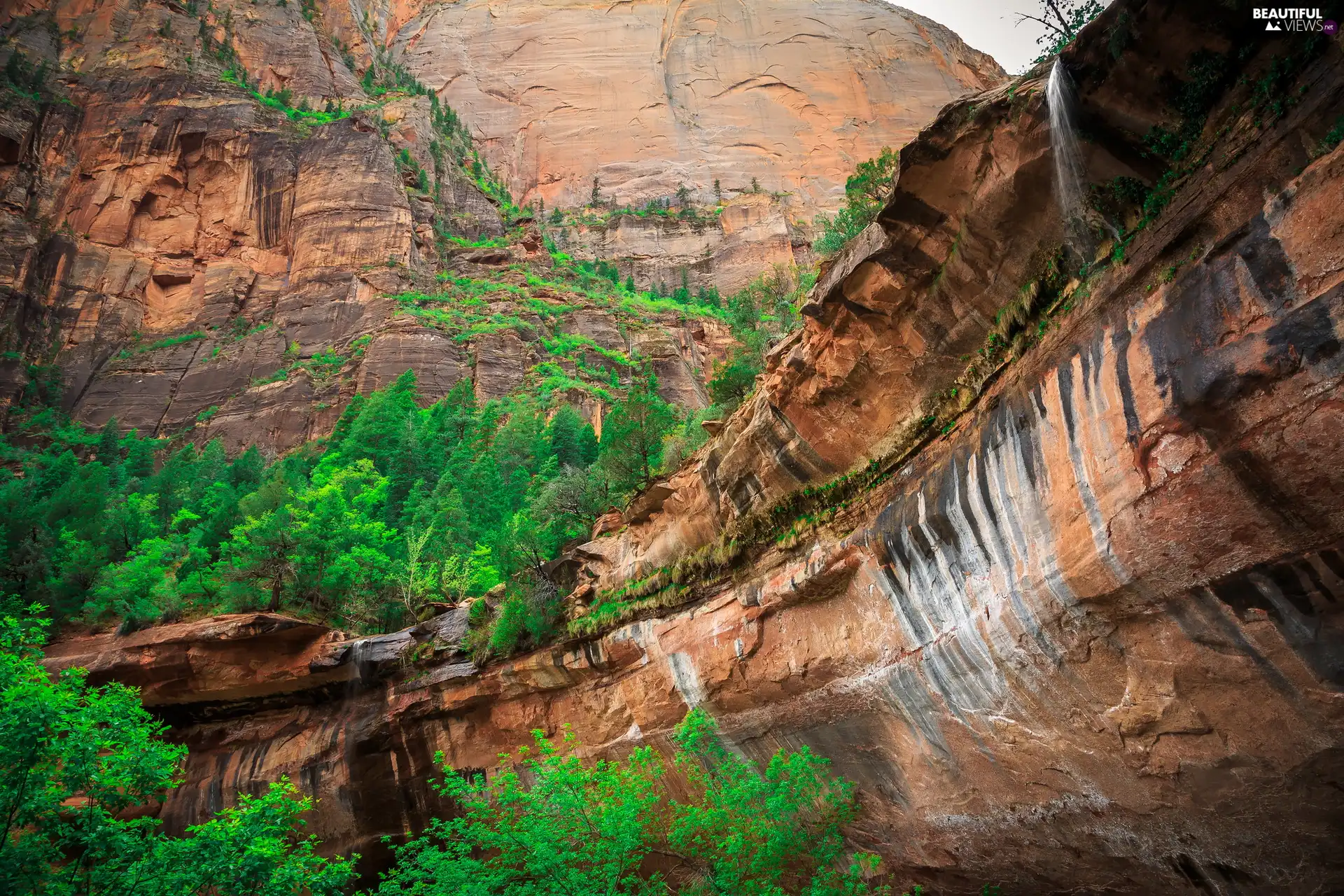 trees, rocks, Utah State, green ones, Zion National Park, viewes, The United States