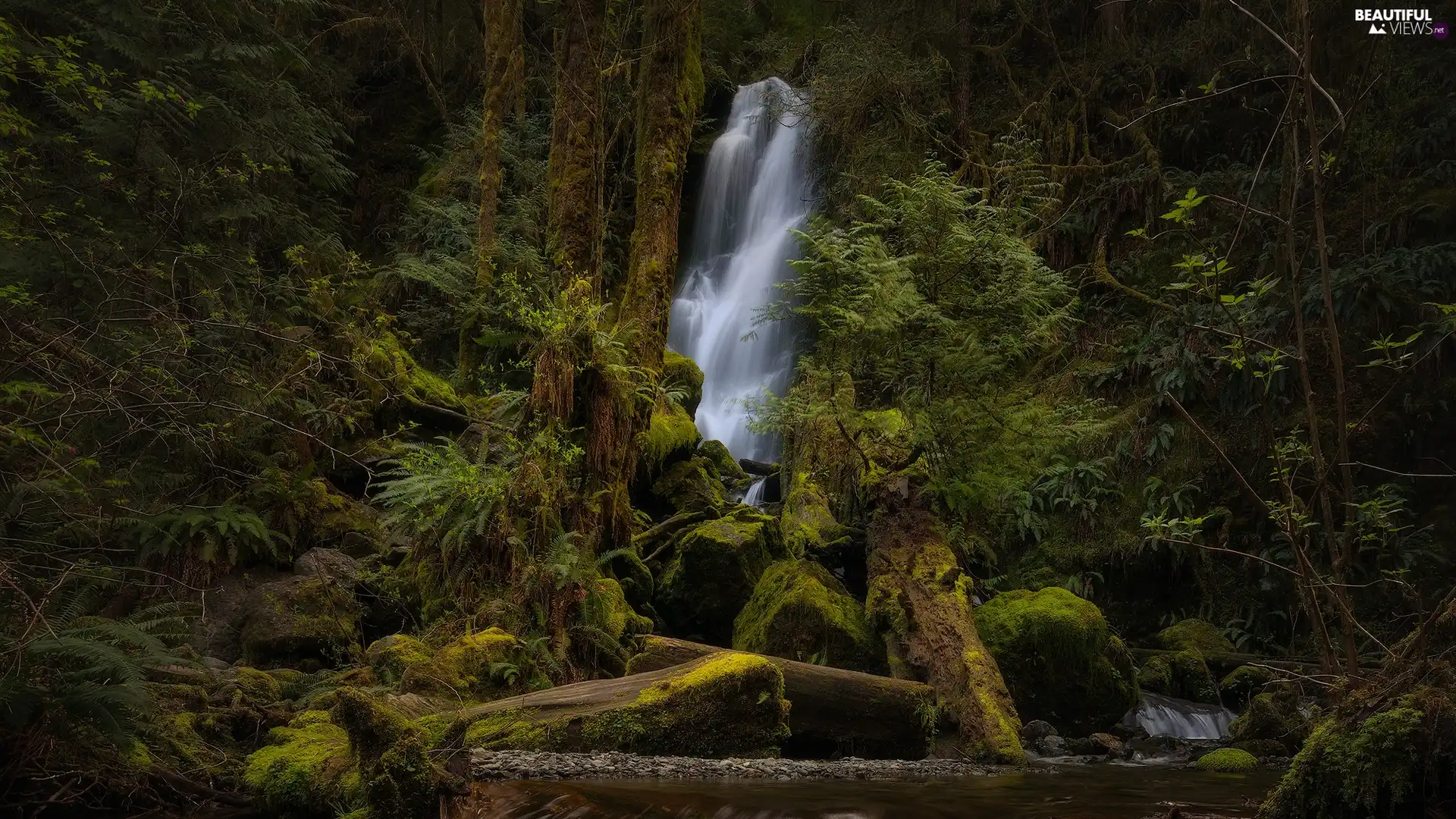 forest, waterfall, trees, viewes, Washington State, The United States, fern, Olympic National Park, VEGETATION