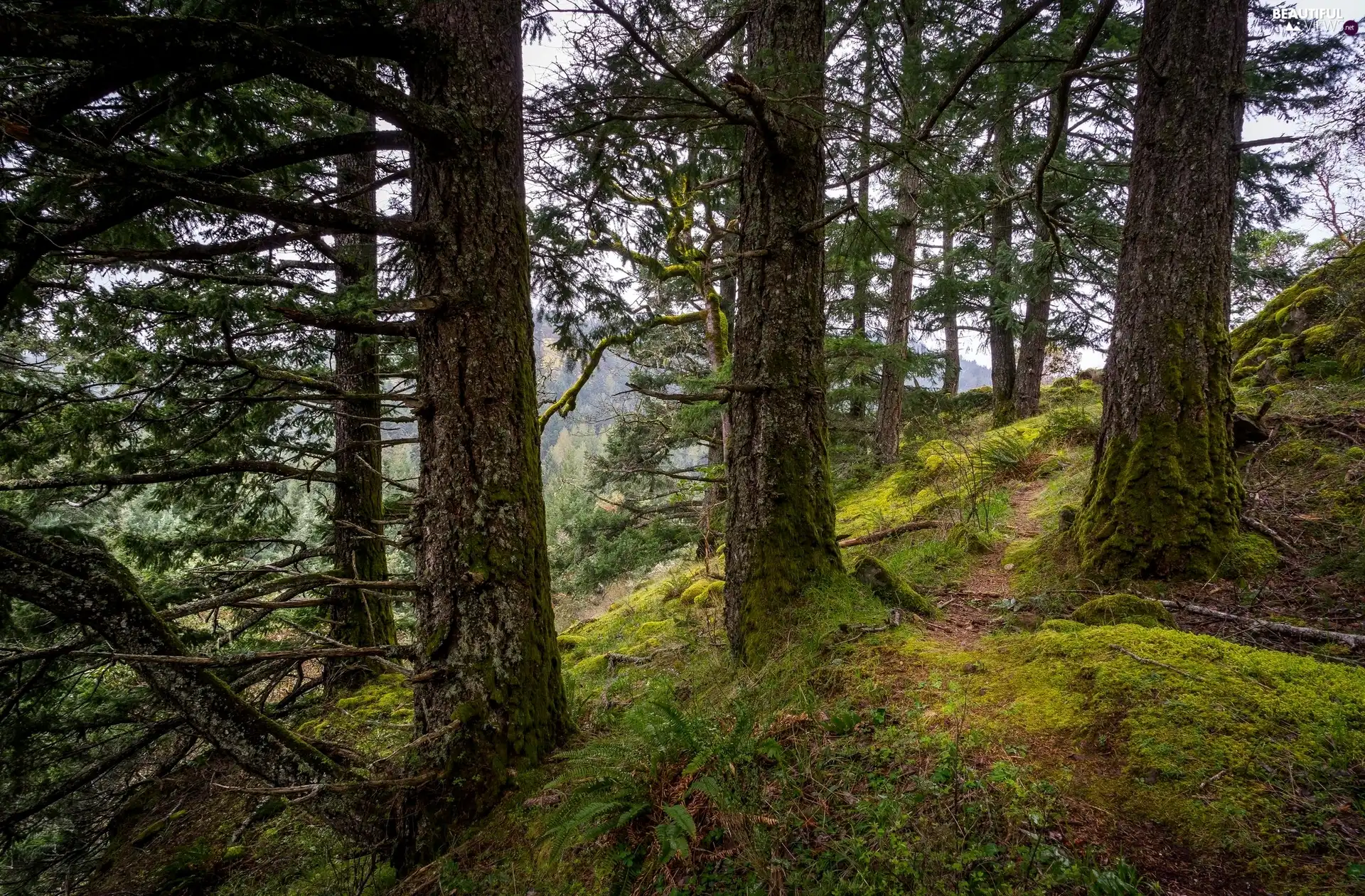 viewes, forest, mossy, Stems, Hill, trees
