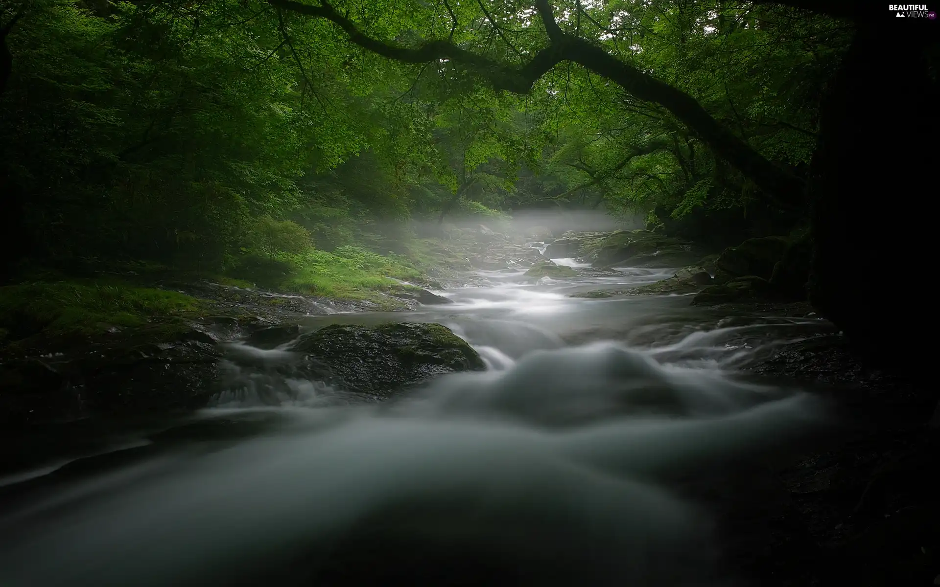 Stone, forest, brook