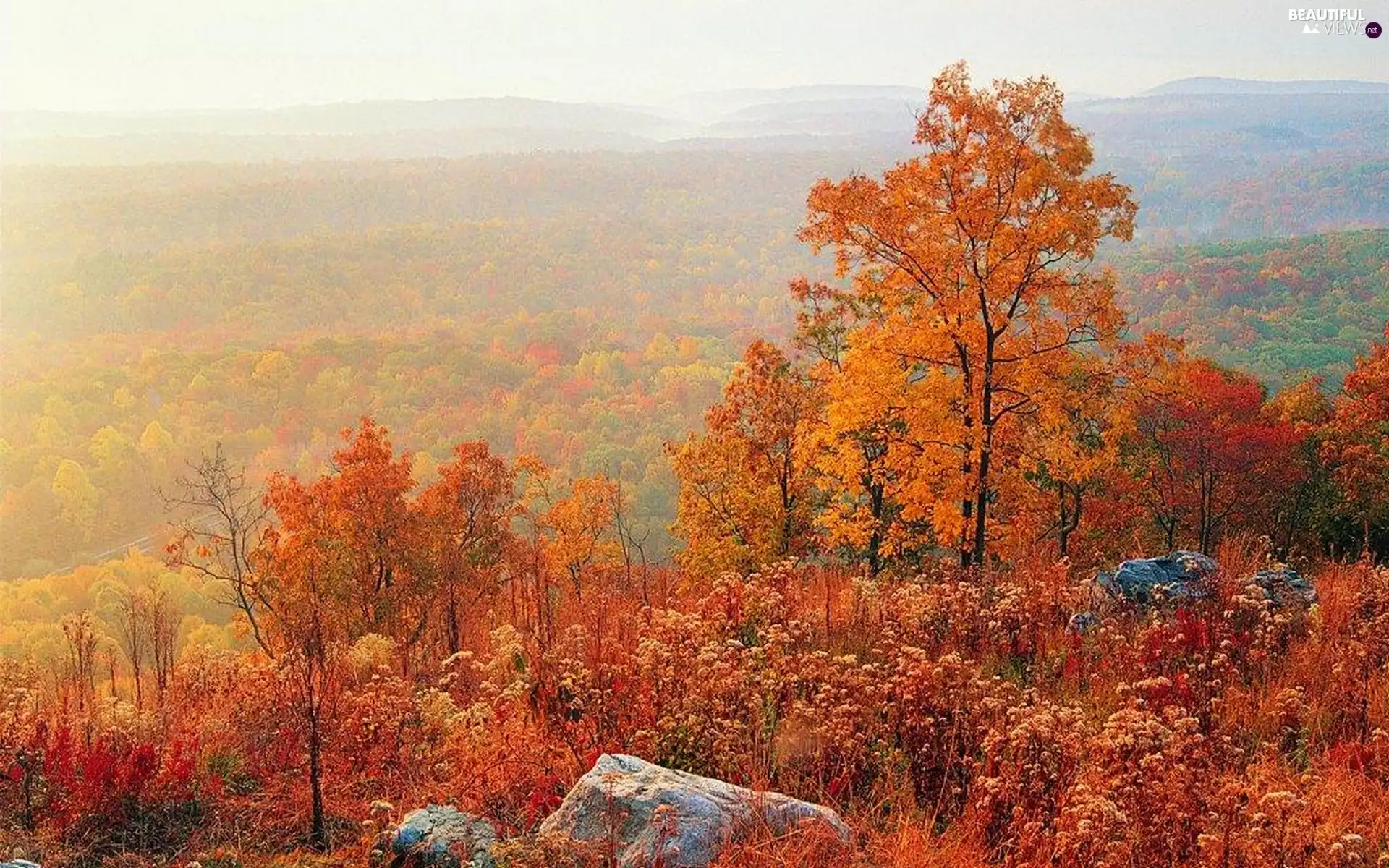 trees, woods, Stones, autumn, viewes, color