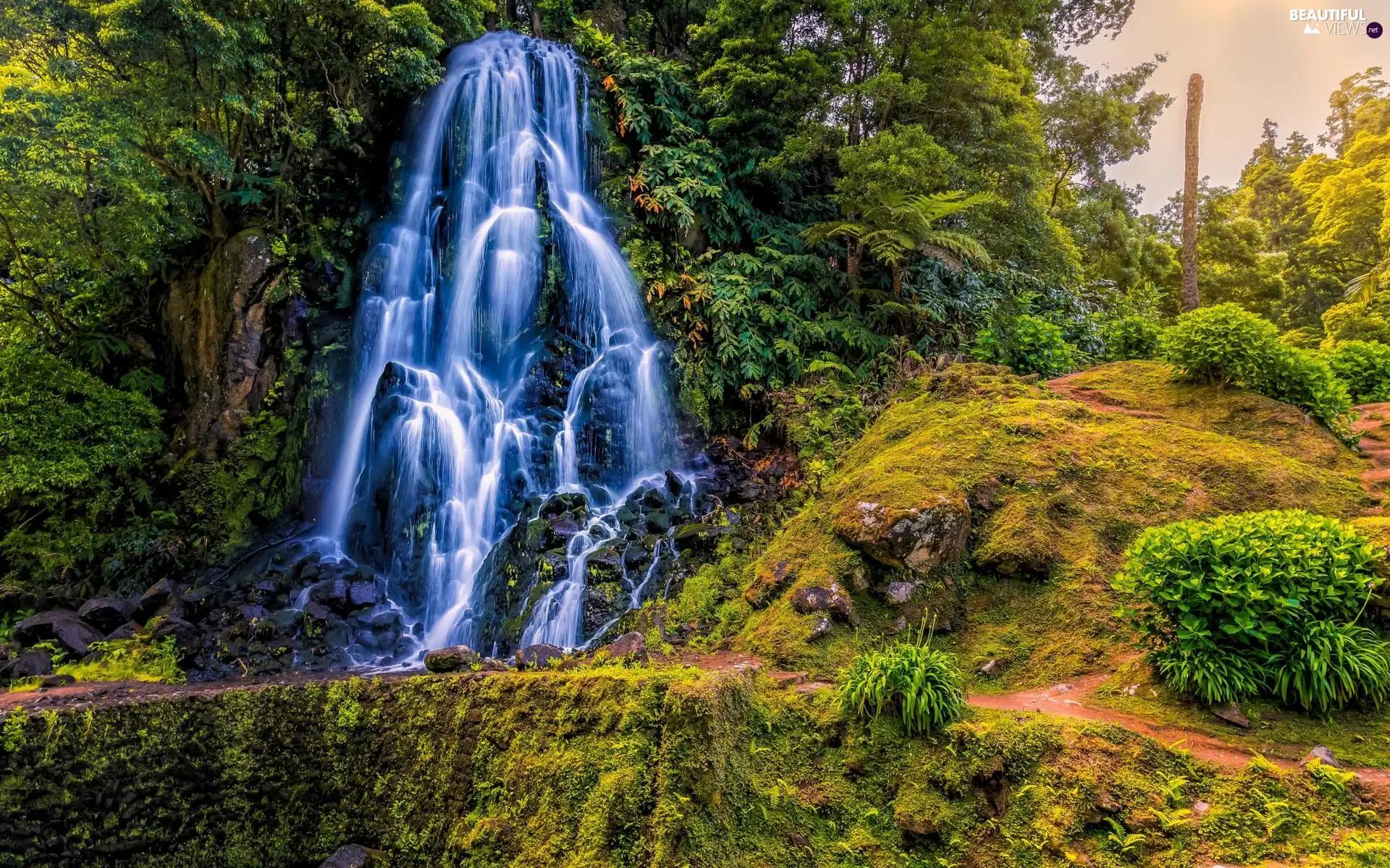 trees, Rocks, Bush, Stones, waterfall, viewes, Plants