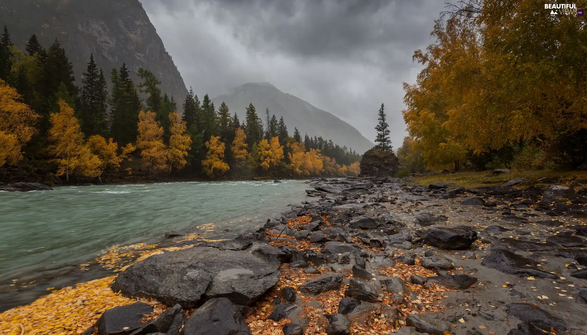 trees, River, fallen, Stones, Mountains, viewes, Leaf