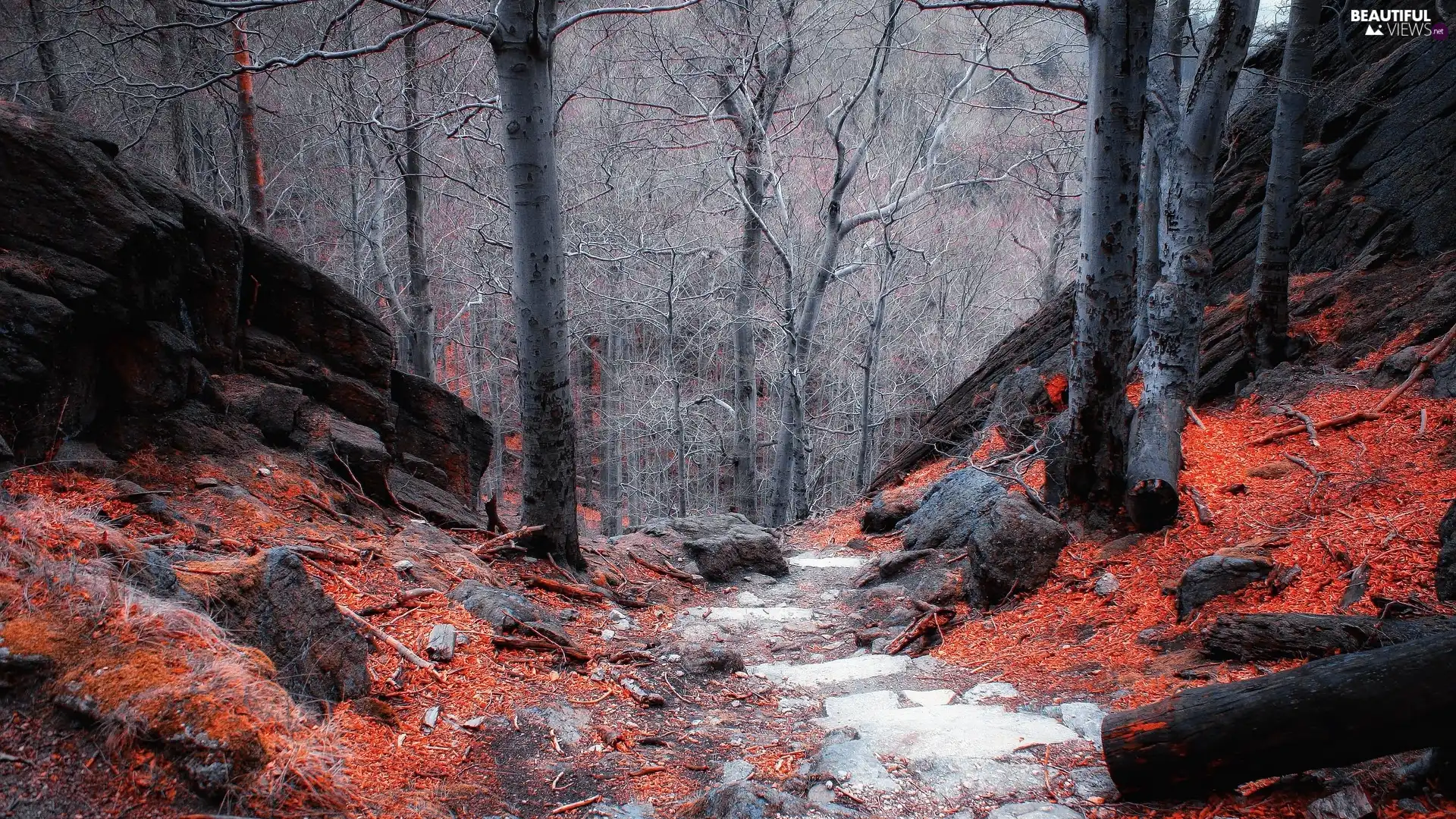 Stones, leafless, viewes, Leaf, Way, forest, trees, autumn, fallen, rocks