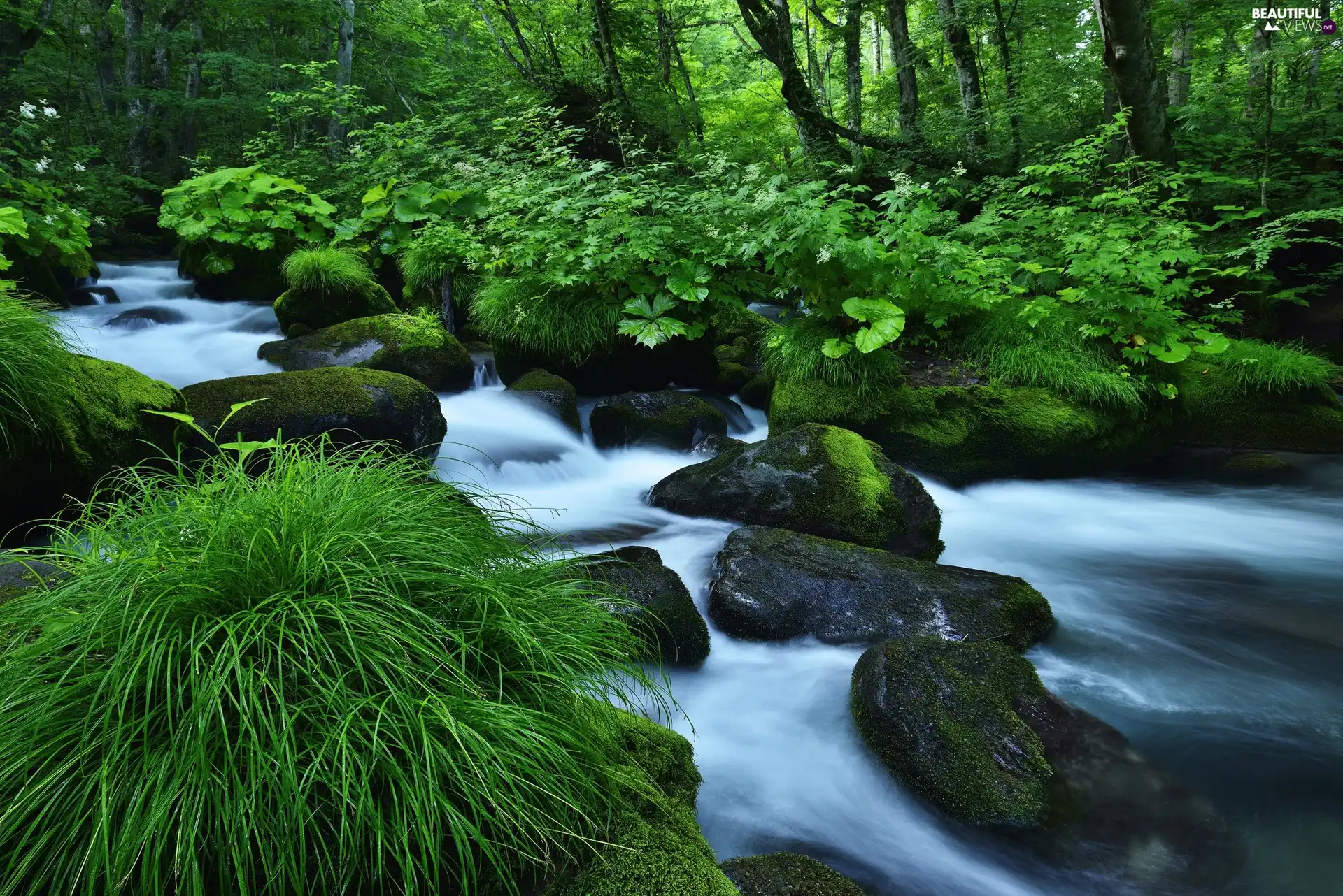 forest, River, Stones, green