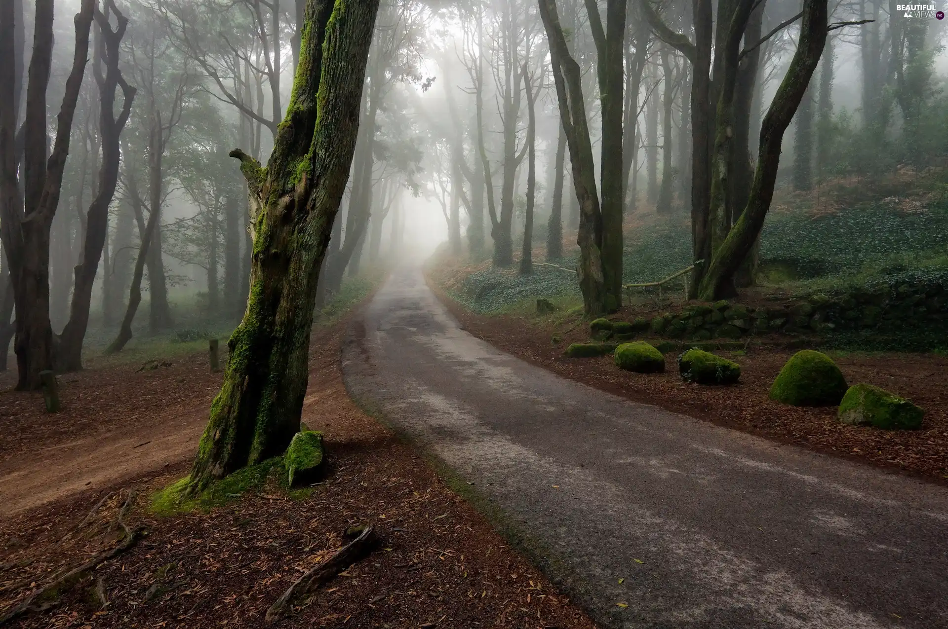 Stones, Way, forest