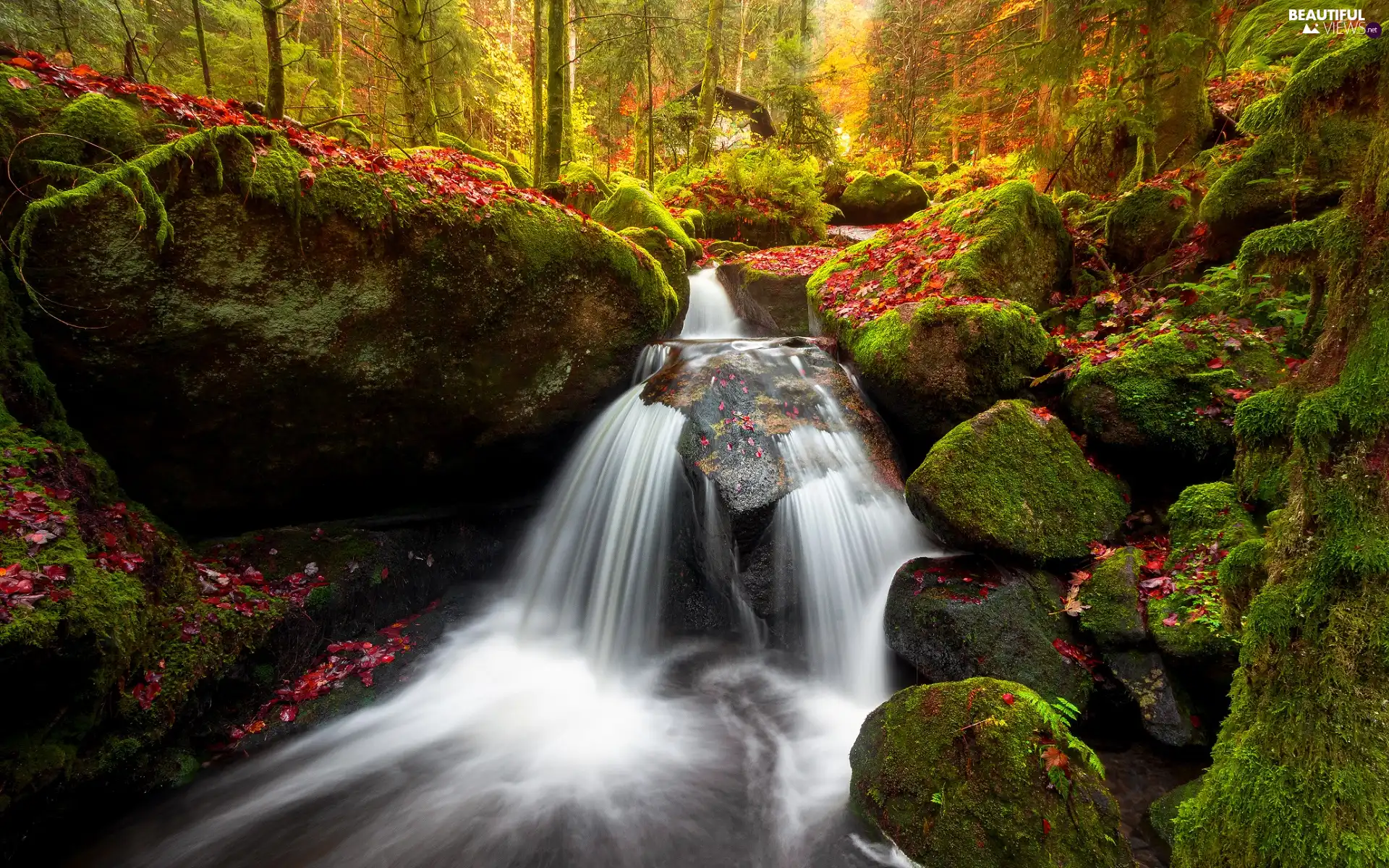 River, forest, house, mossy, Leaf, viewes, trees, Stones