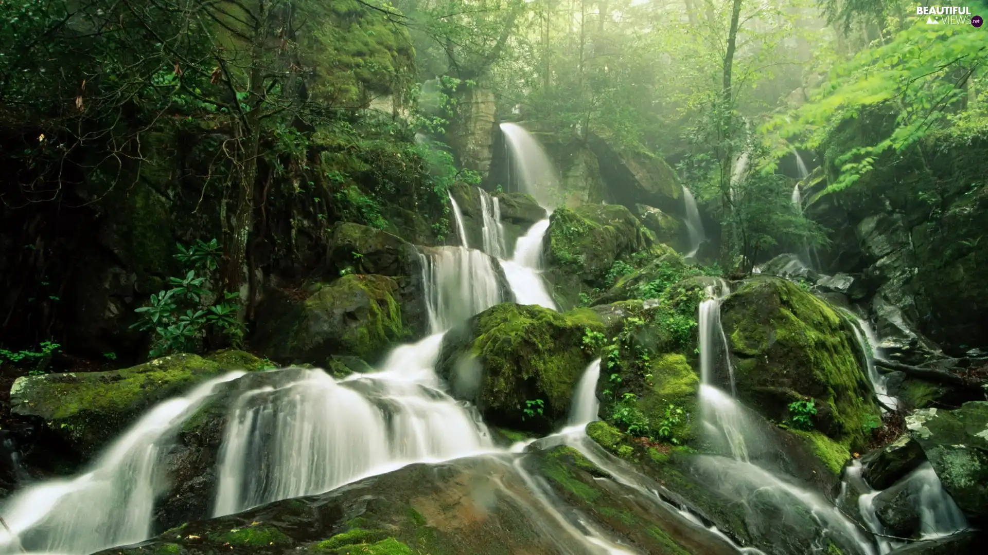 jungle, Moss, Stones, waterfall