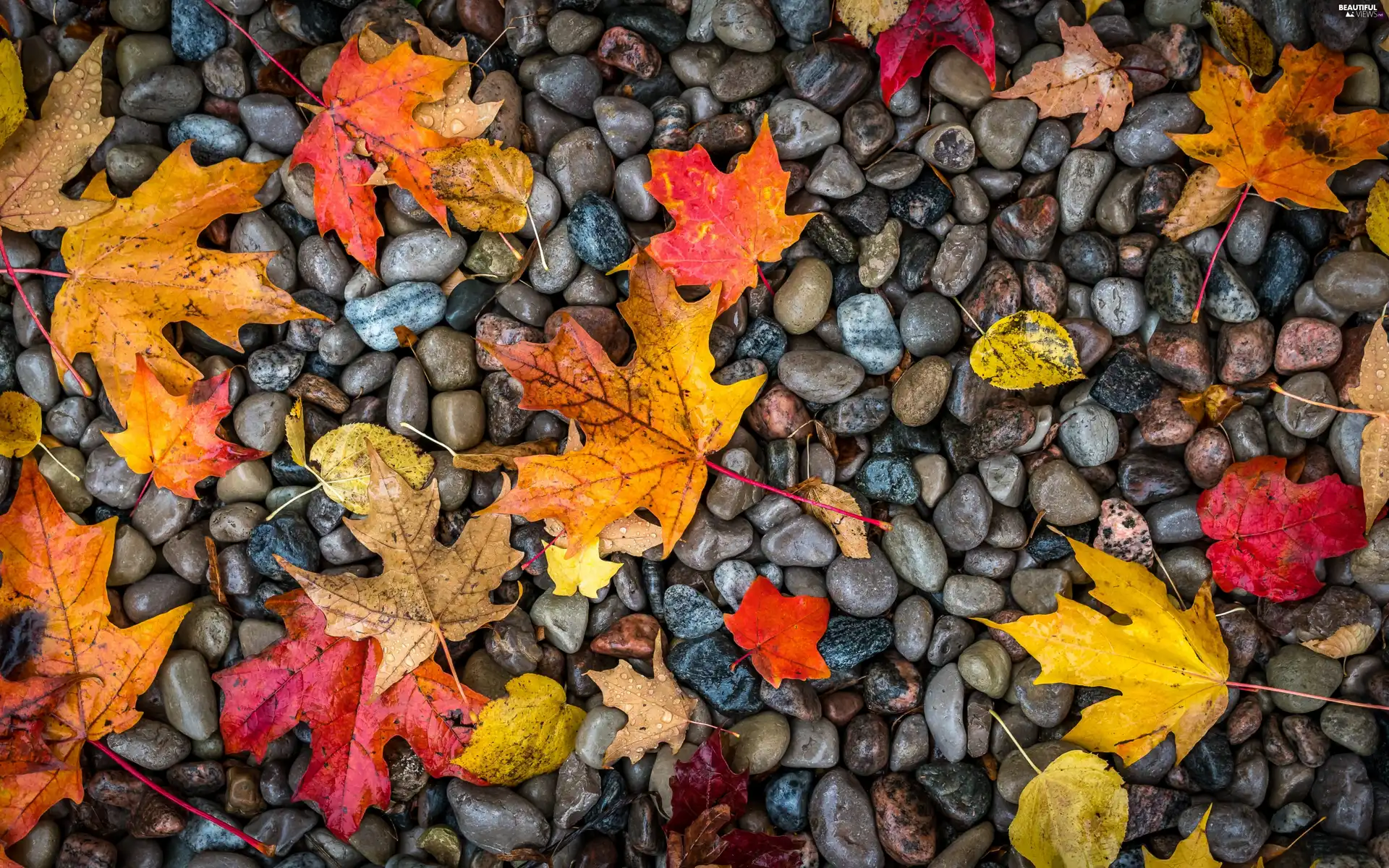 Stones, Leaf, maple