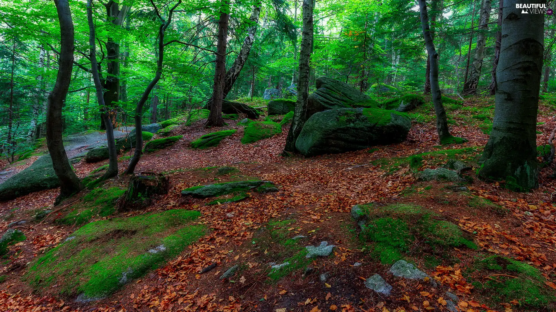 trees, Spring, mossy, green ones, forest, viewes, Stones