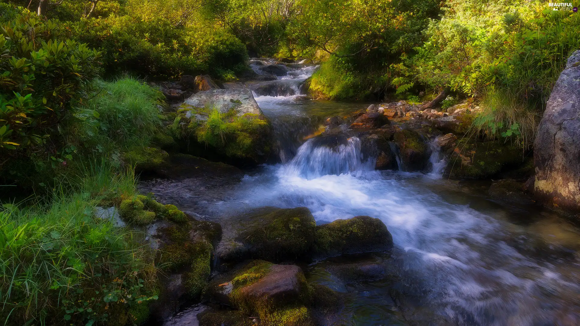 mossy, Stones, Plants, River, Bush