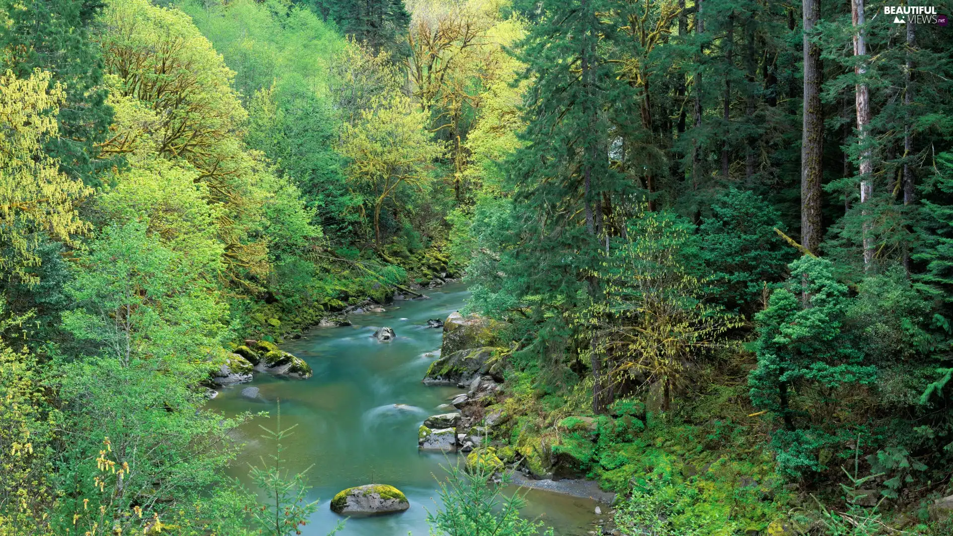 Stones, forest, River