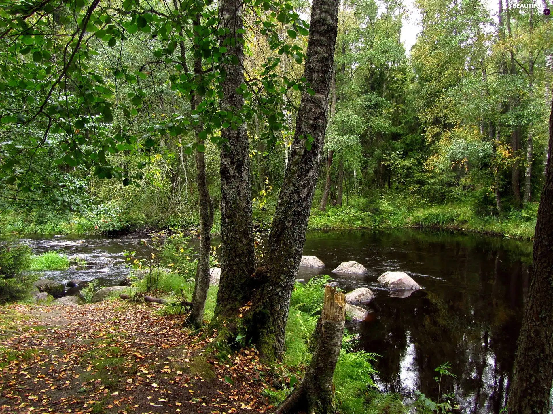 River, projections, Stones, forest