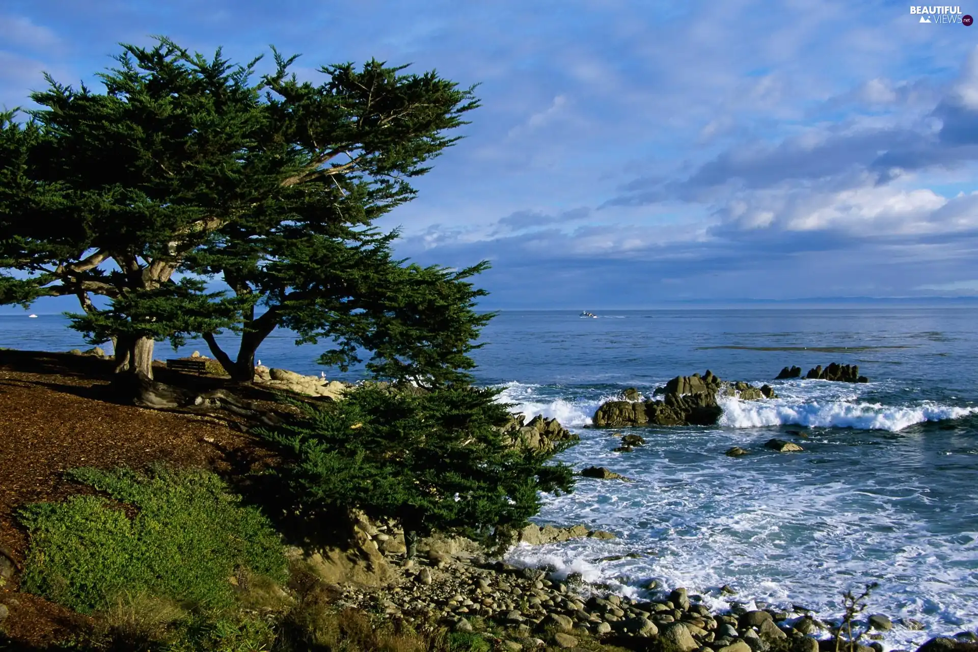 sea, Waves, Stones, trees