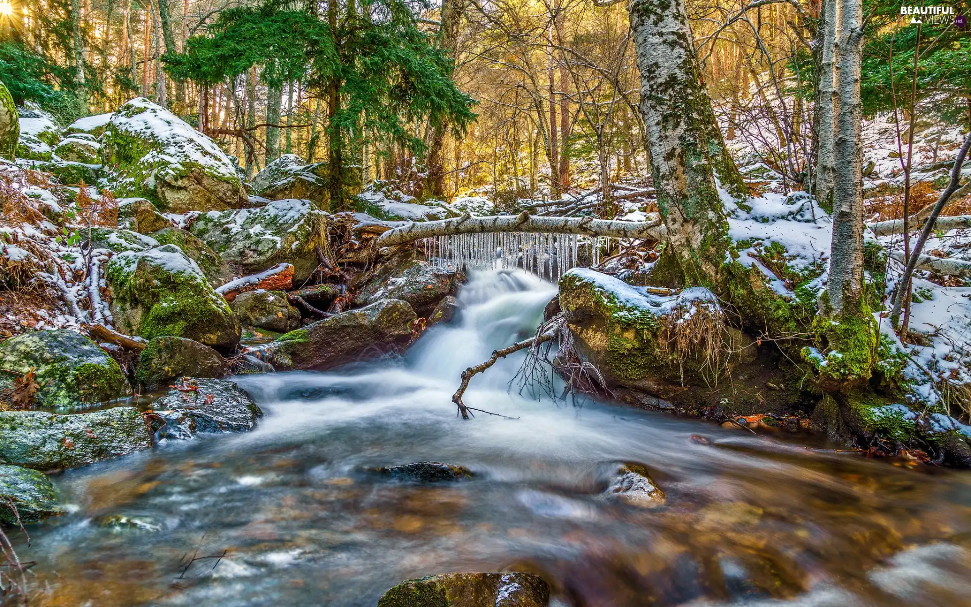Stones, trees, snow, River, icicle, forest, viewes, roots, stream, Icecream