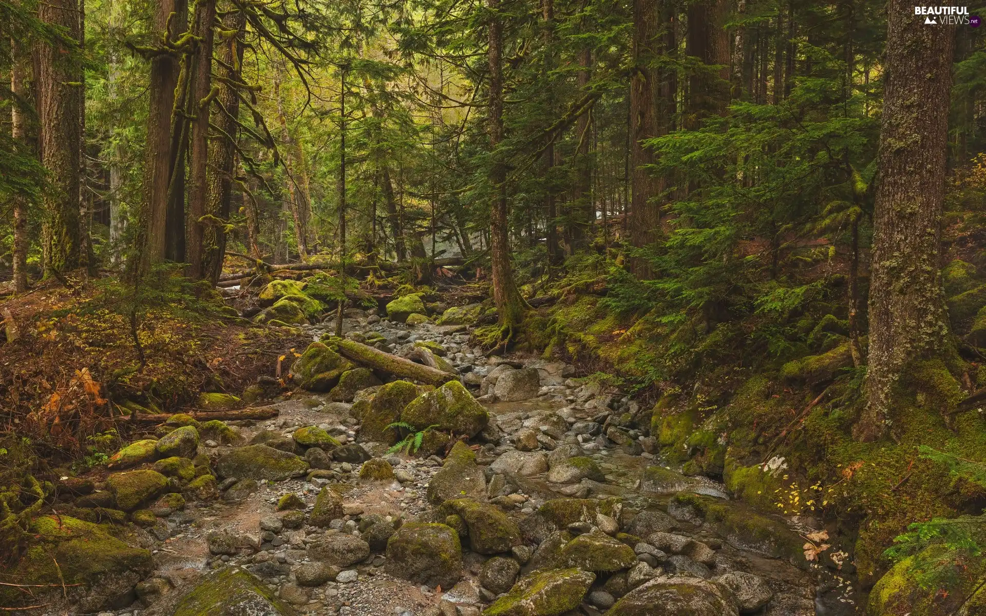 mossy, Stones, trees, viewes, forest