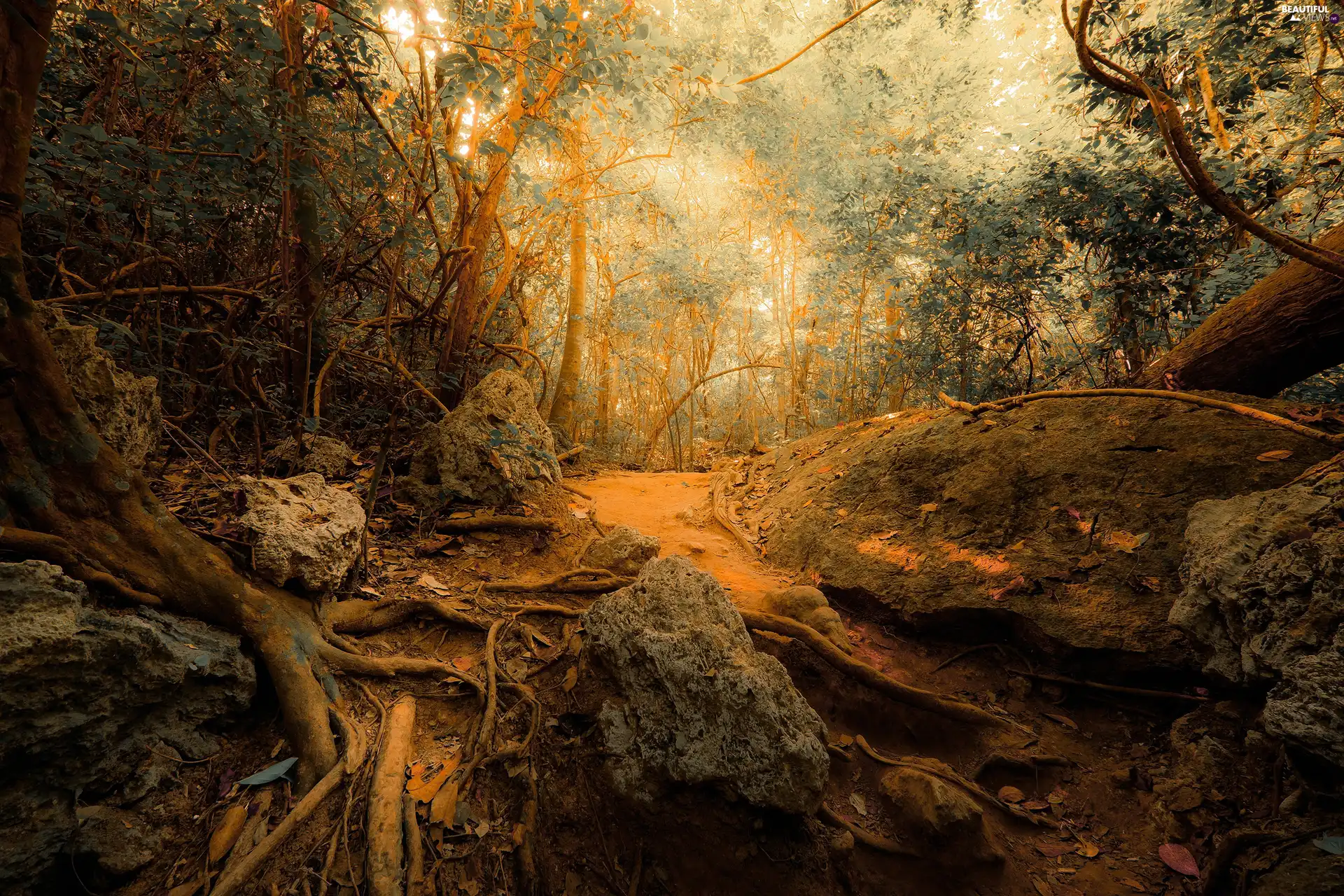viewes, forest, Path, Stones, roots, trees