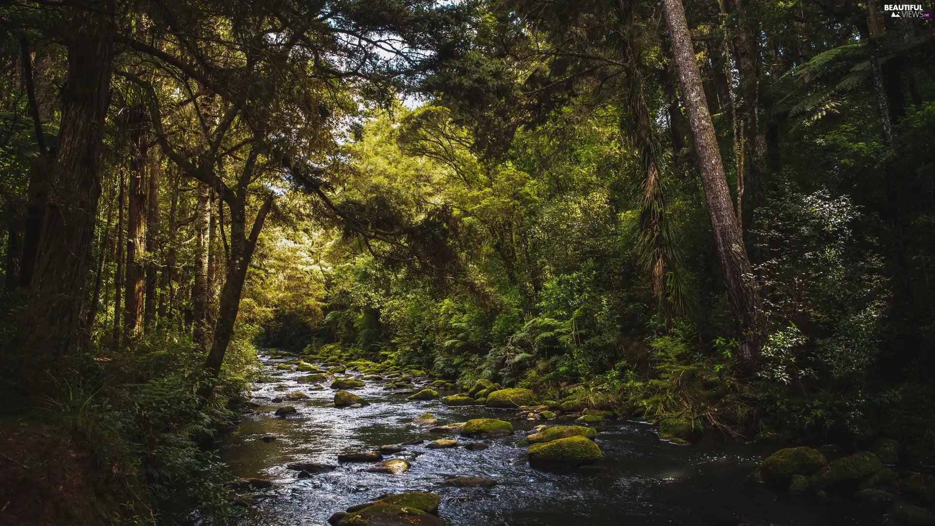 viewes, forest, River, Stones, Bush, trees