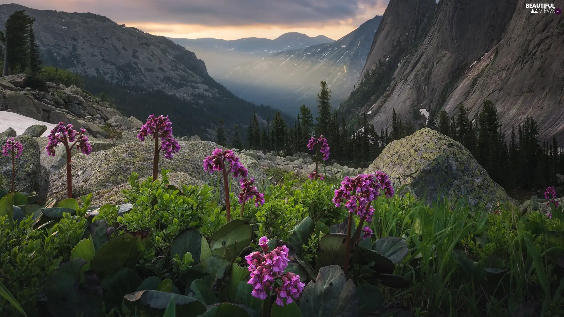 Flowers, Stones, Valley, Pink, Mountains
