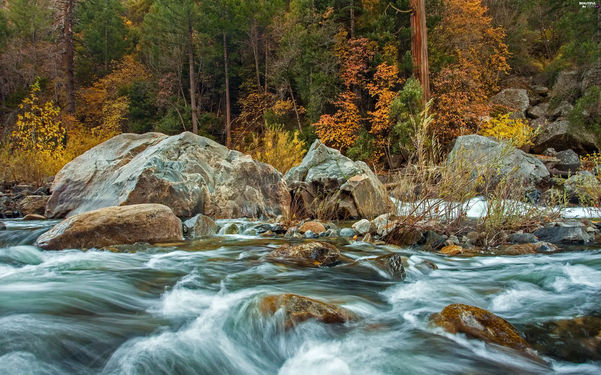 forest, boulders, viewes, Stones, River, trees, autumn