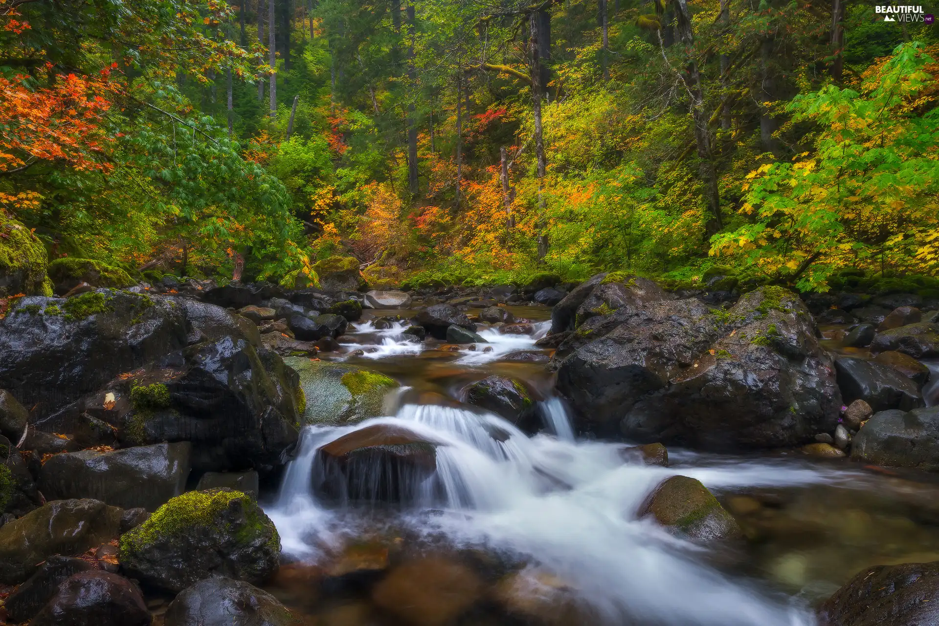 boulders, stream, viewes, Stones, River, trees, forest