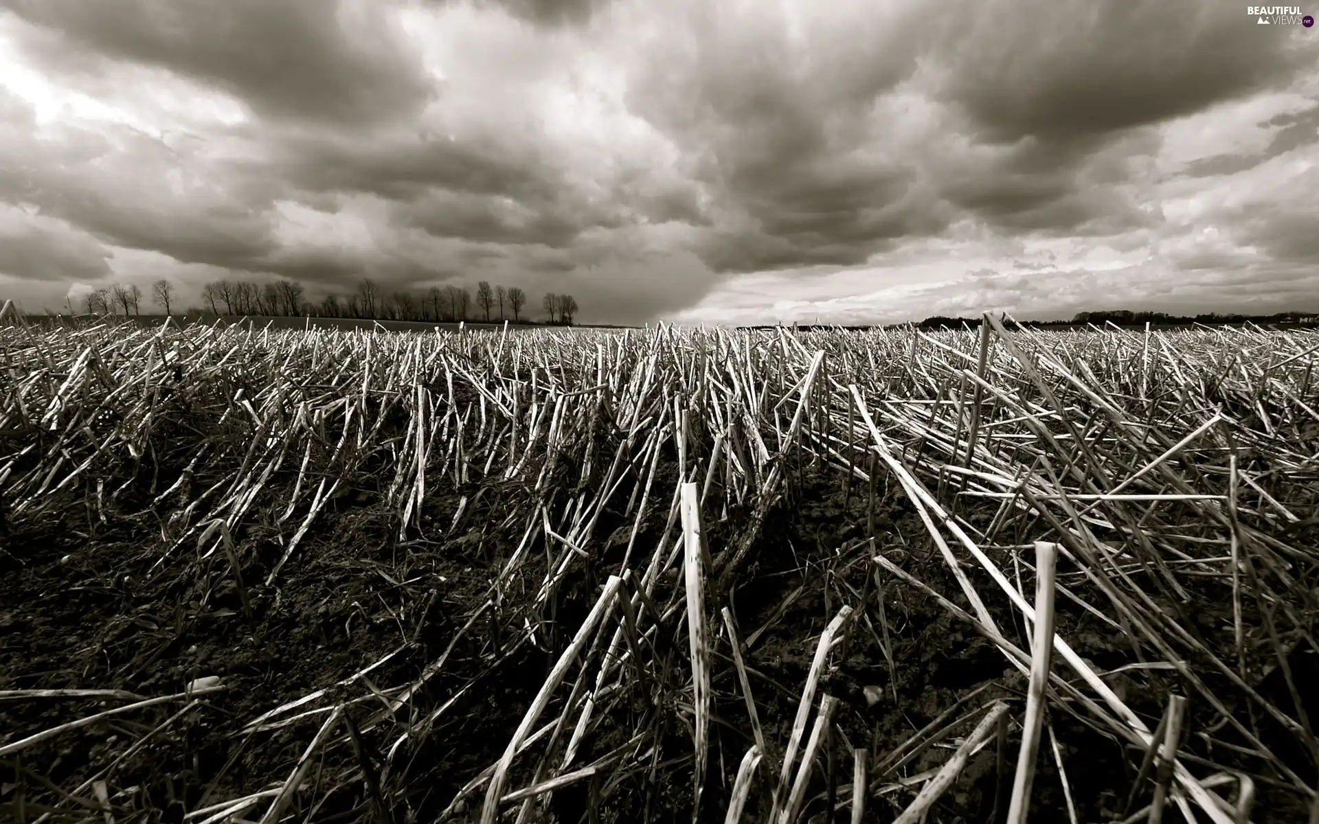 Field, straw