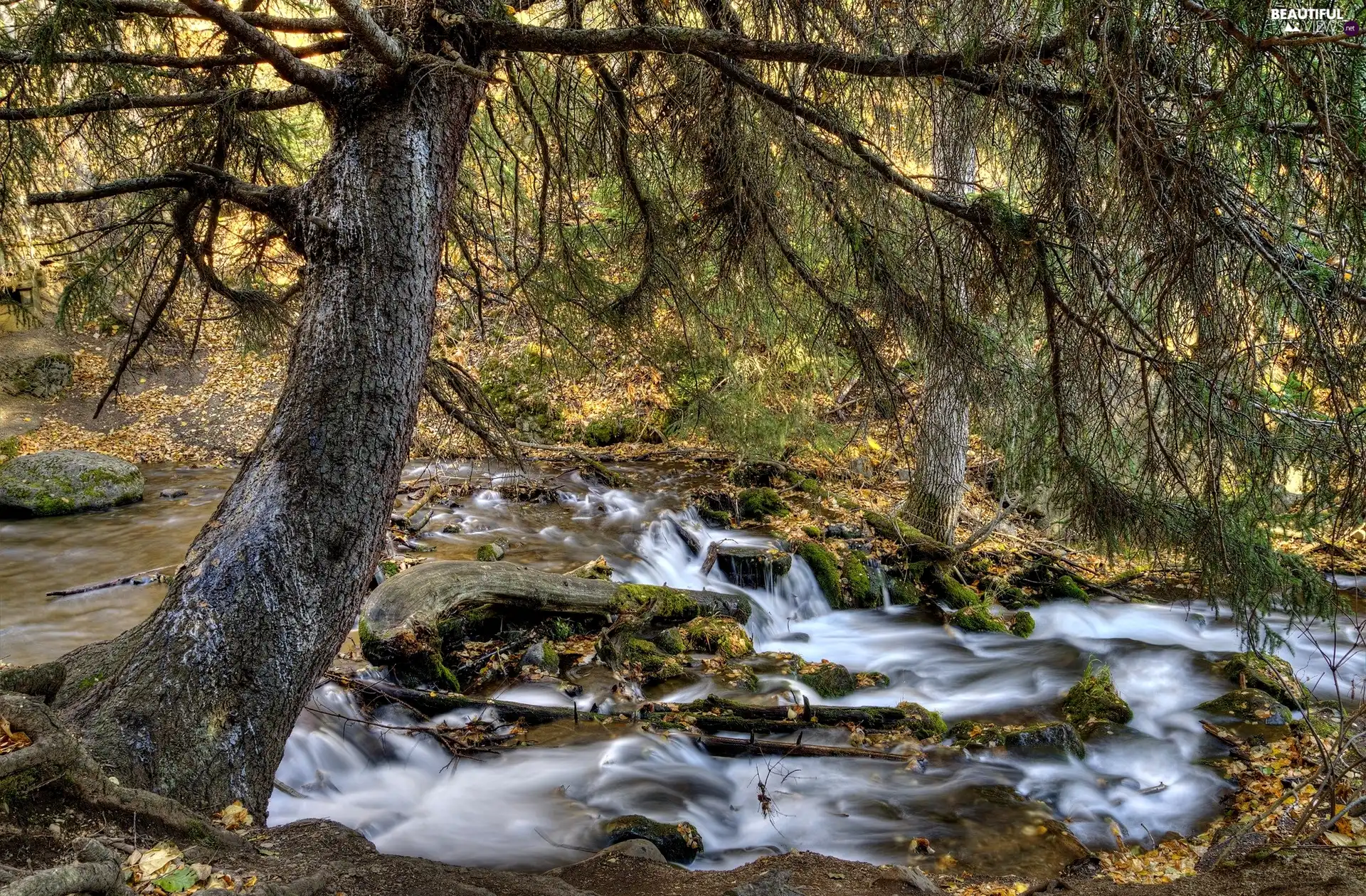 mossy, forest, autumn, stream, trees, Stones, Leaf