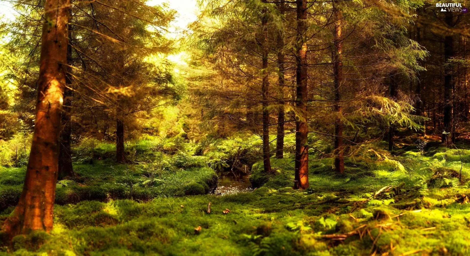 forest, stream