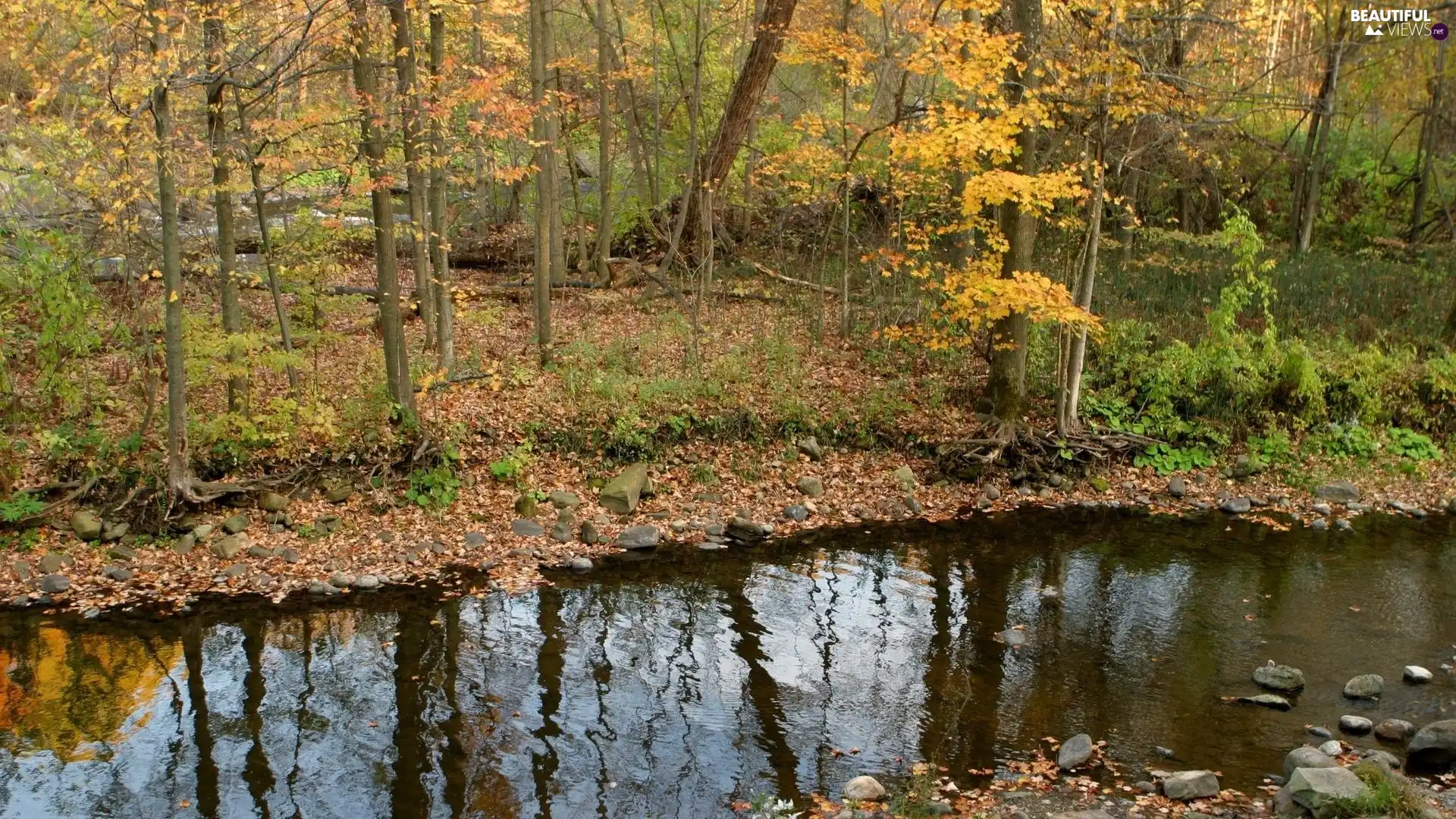 forest, trees, stream, reflection