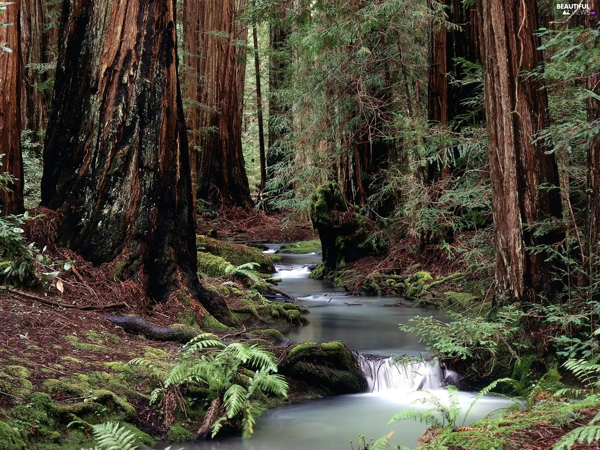 forest, viewes, stream, trees