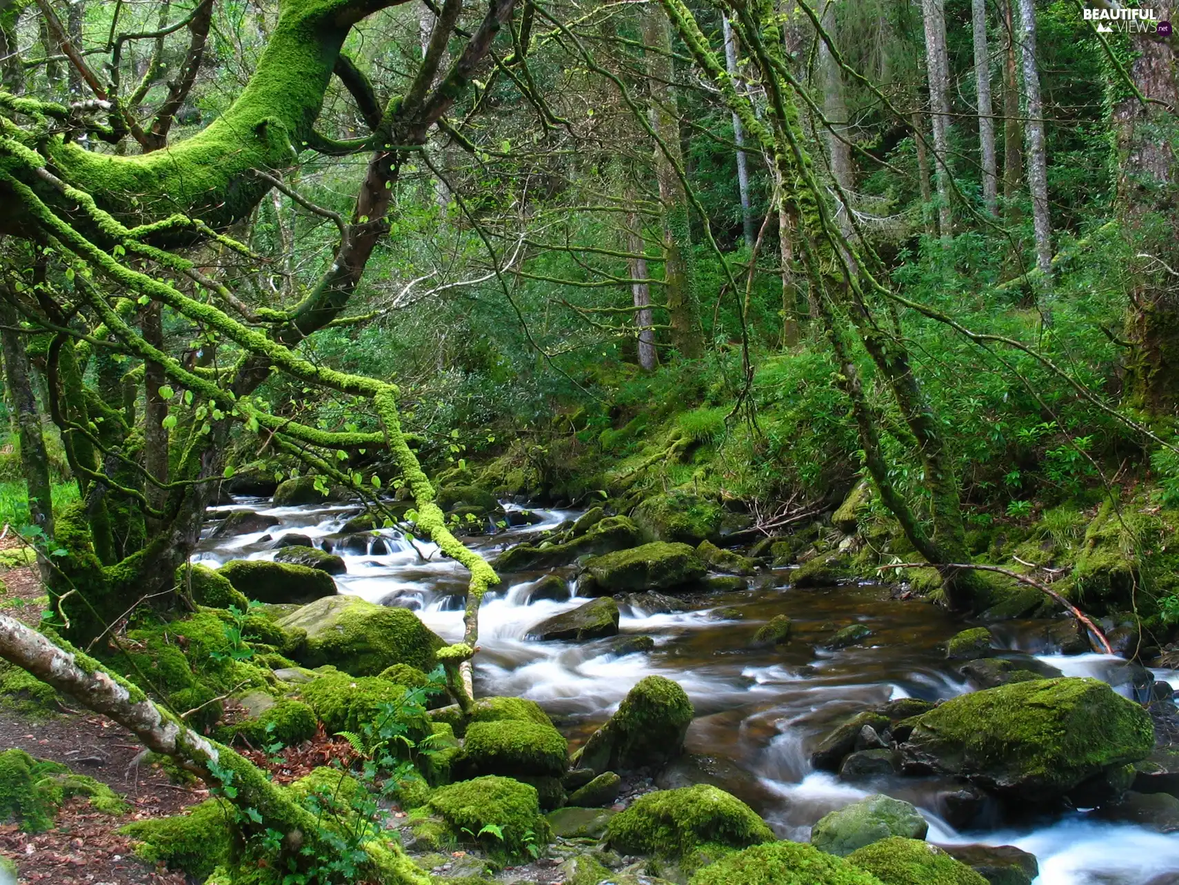 forest, stream