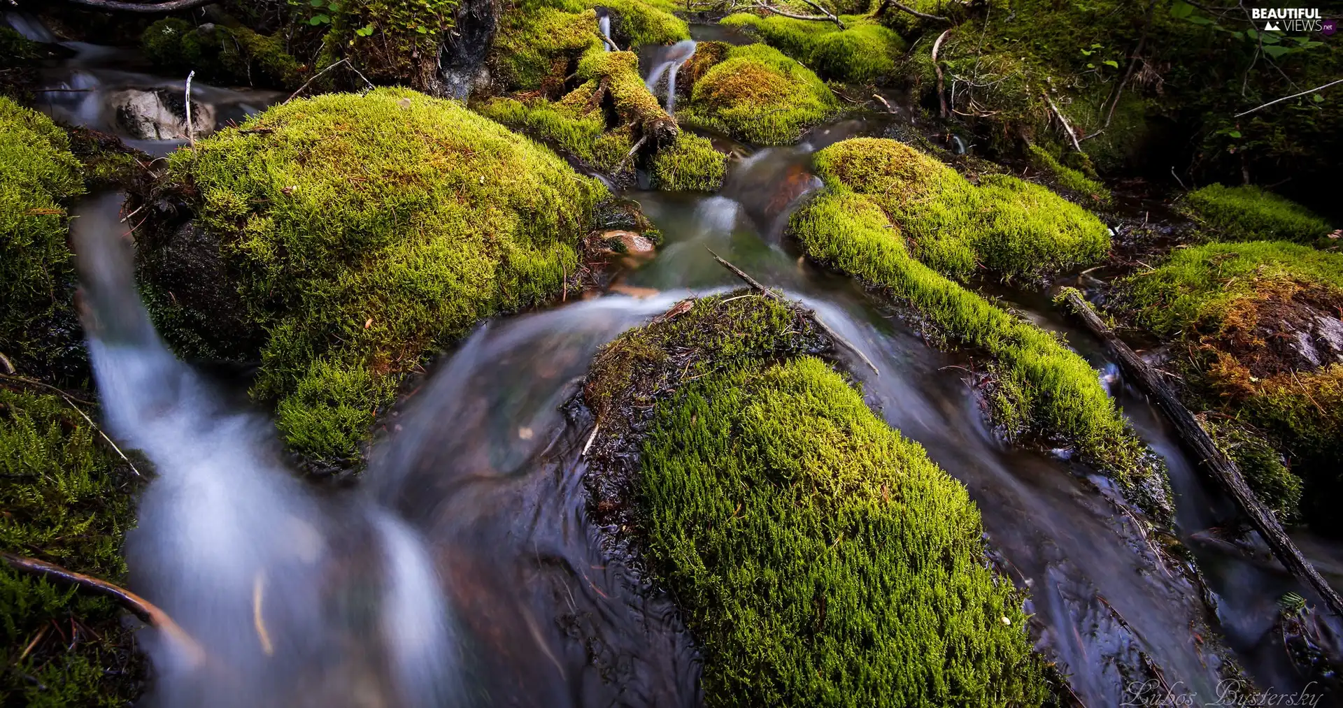 River, mossy, Stones, stream