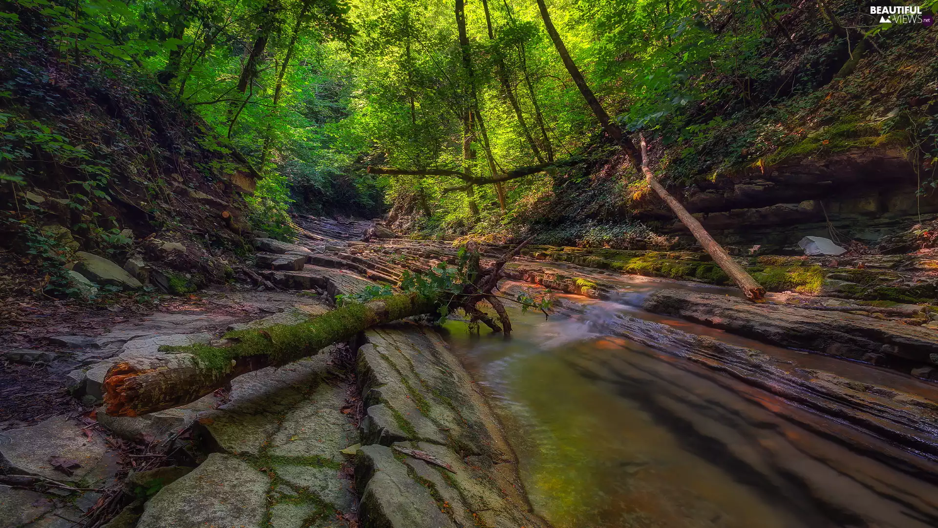 stream, green ones, Stems, trees, fallen, rocks, forest, viewes
