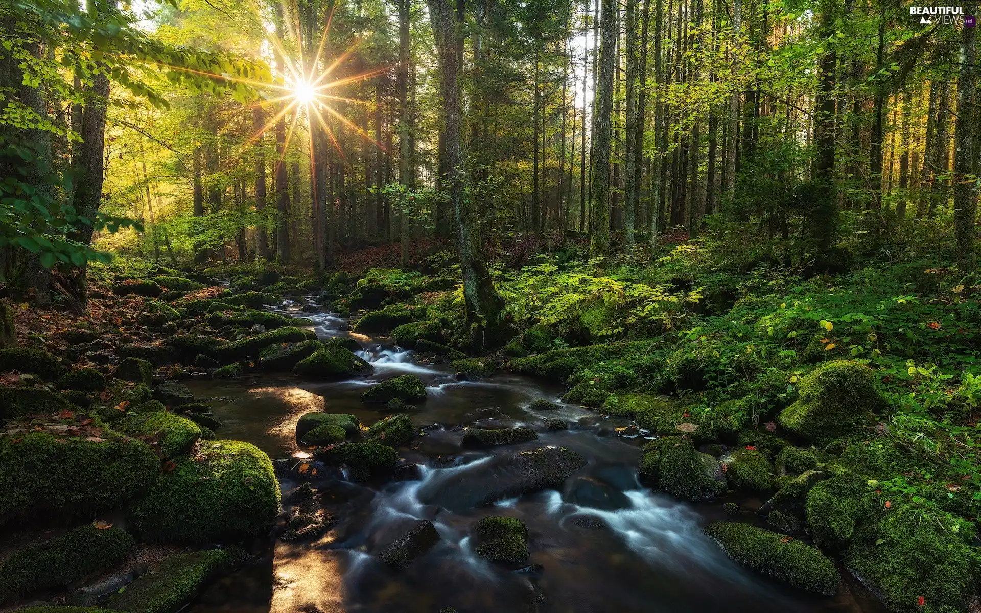 viewes, rays of the Sun, VEGETATION, stream, Stones, trees, forest, mossy