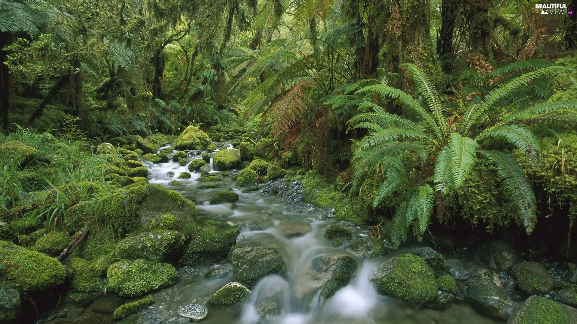 stream, Stones, viewes, fern, trees