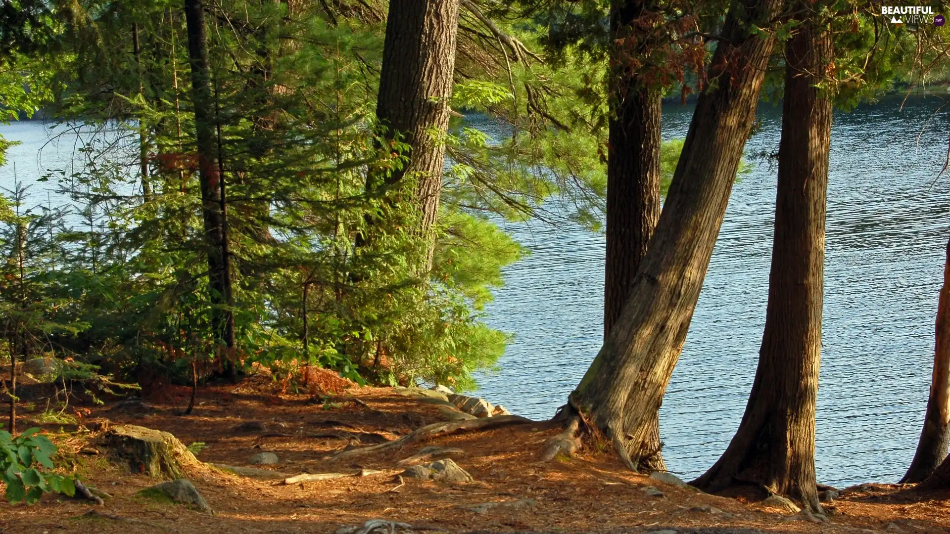 summer, lake, forest