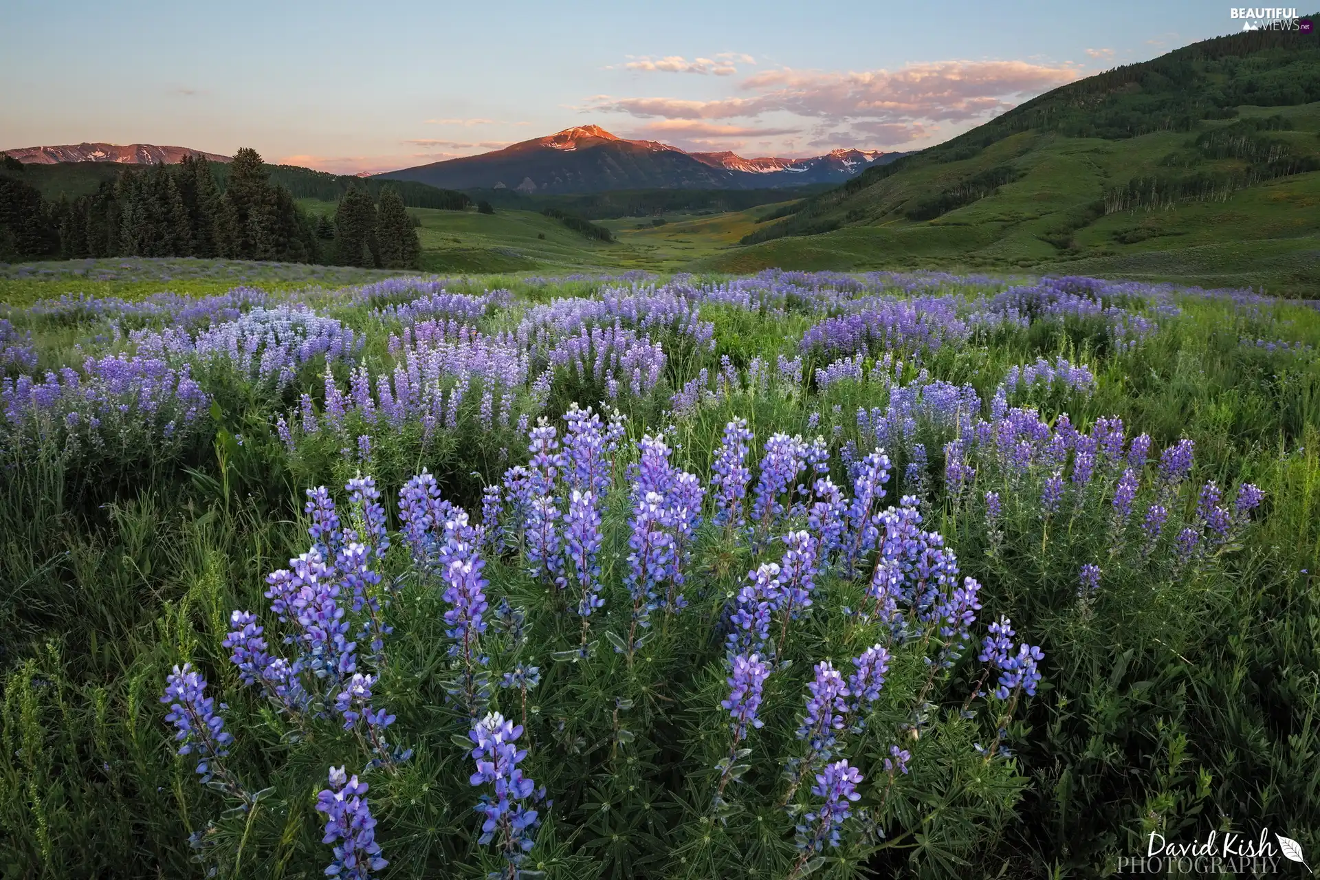 purple, Mountains, lupine, summer, Flowers, The Hills