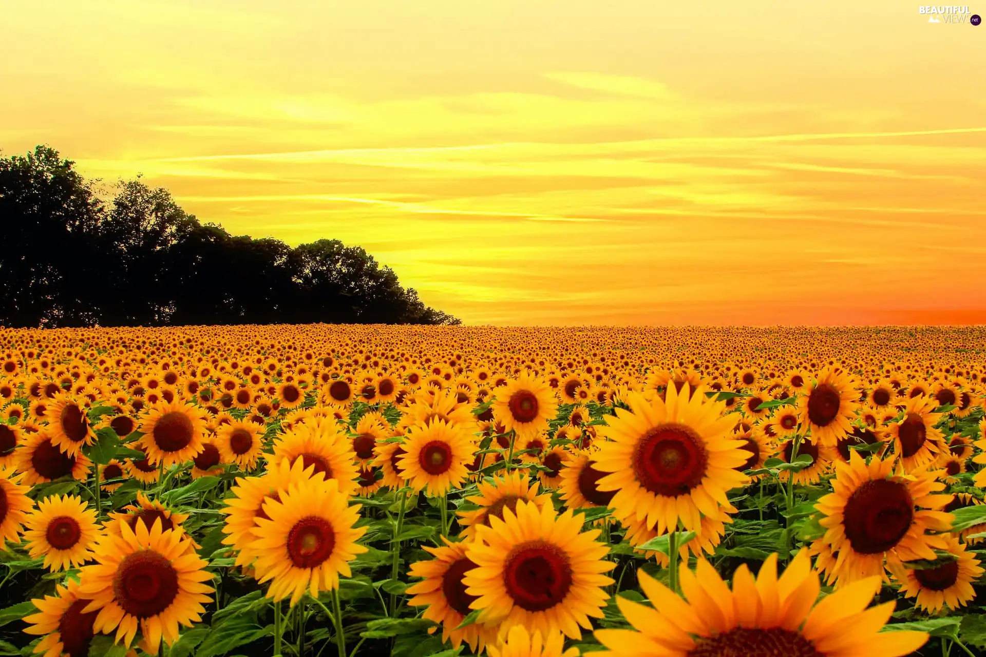 Nice sunflowers, Great Sunsets, summer, Flowers ...