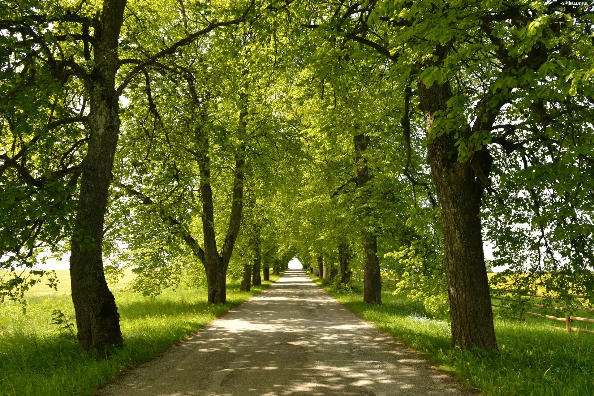 summer, alley, trees