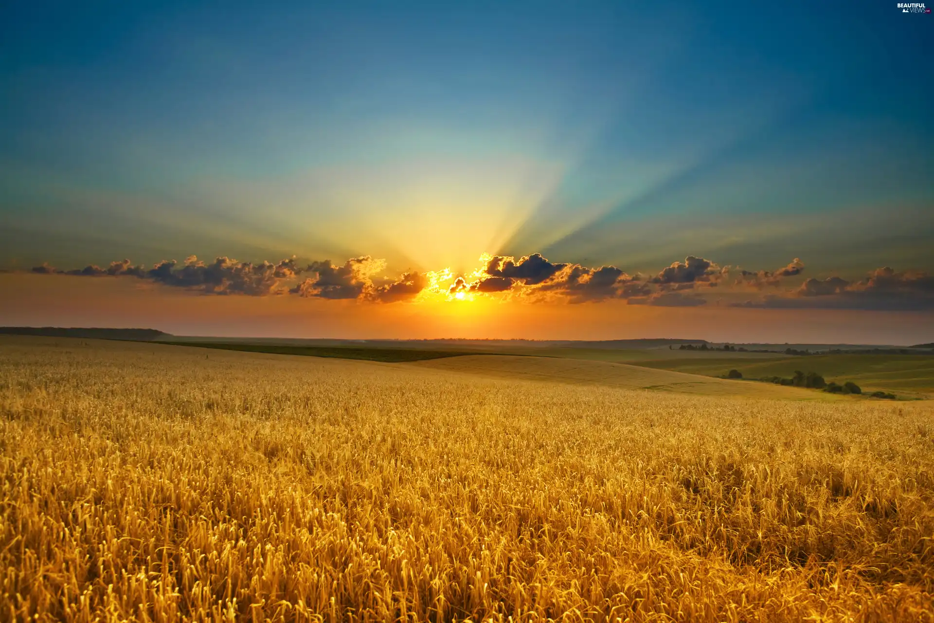 sun, autumn, medows, west, field