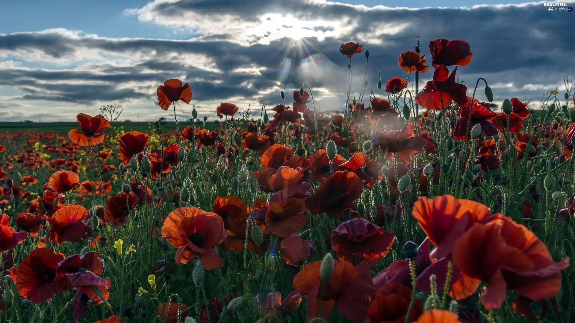 sun, clouds, papavers, rays, Red