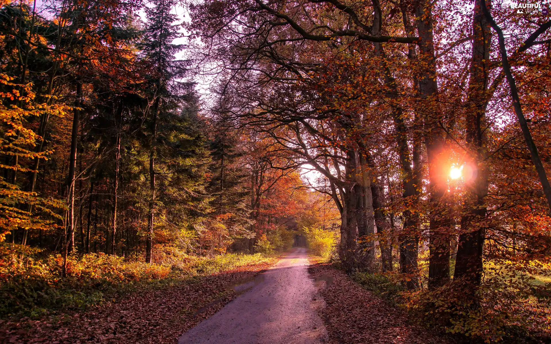 sunny, trees, Leaf, Way, fallen, luminosity, Sunrise, ligh, sun, viewes, forest, autumn, flash, Plants