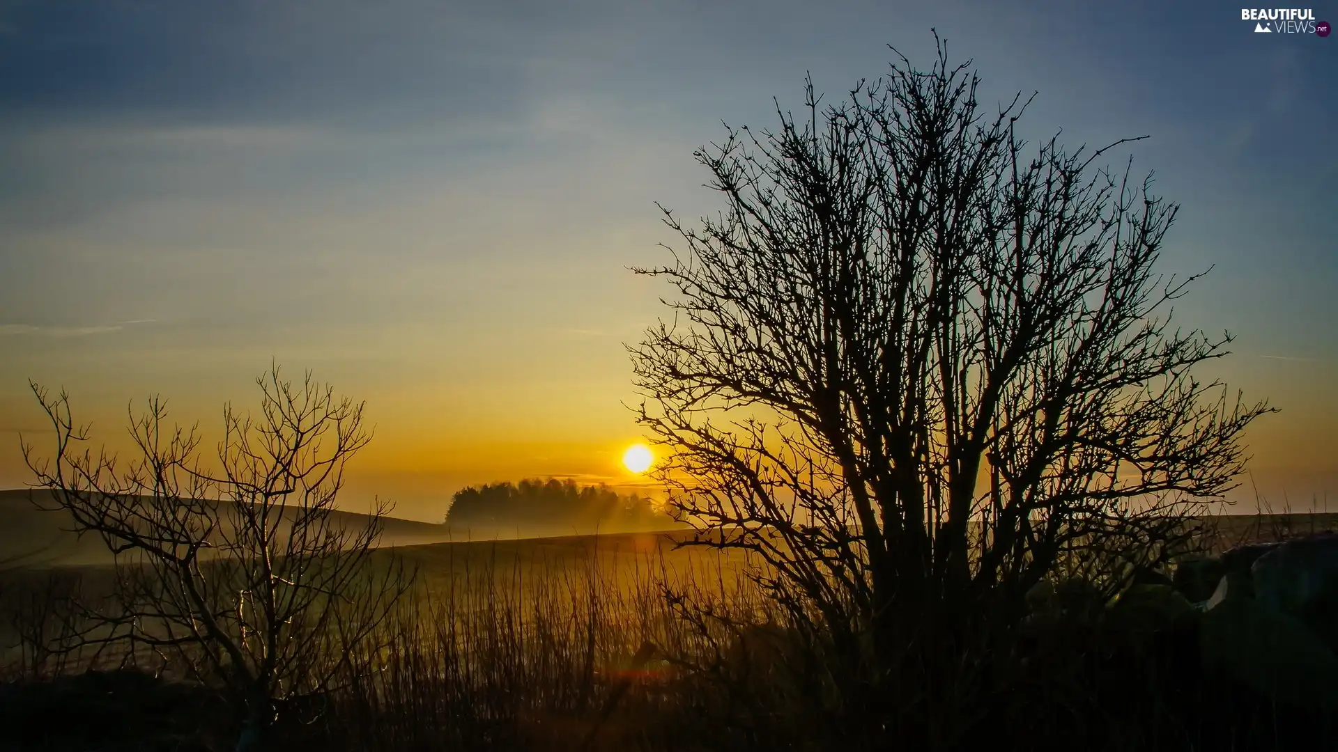 field, east, sun, woods